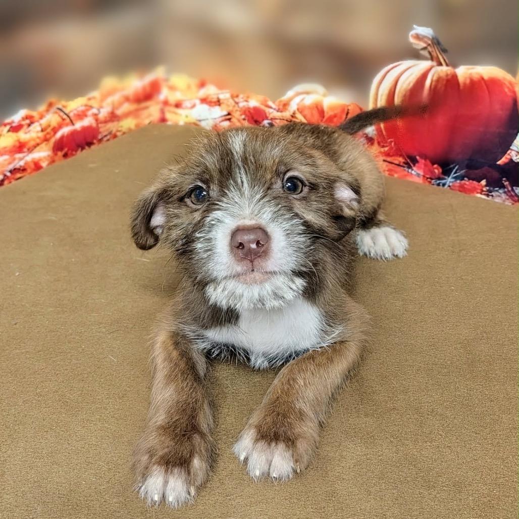 Enlarge Ava, a Adoptable mixed breed in Griswold, CT image 2/3