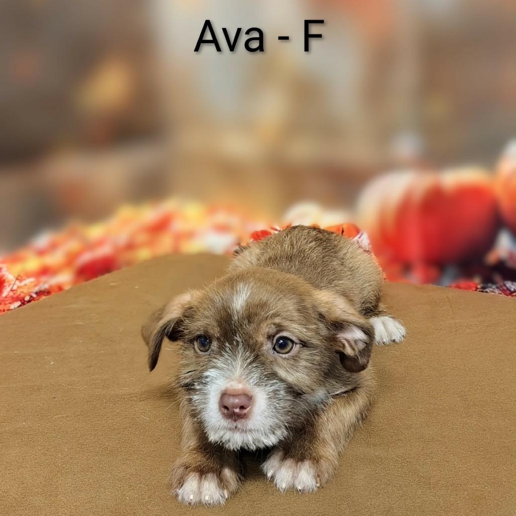 Enlarge Ava, a Adoptable mixed breed in Griswold, CT image 3/3