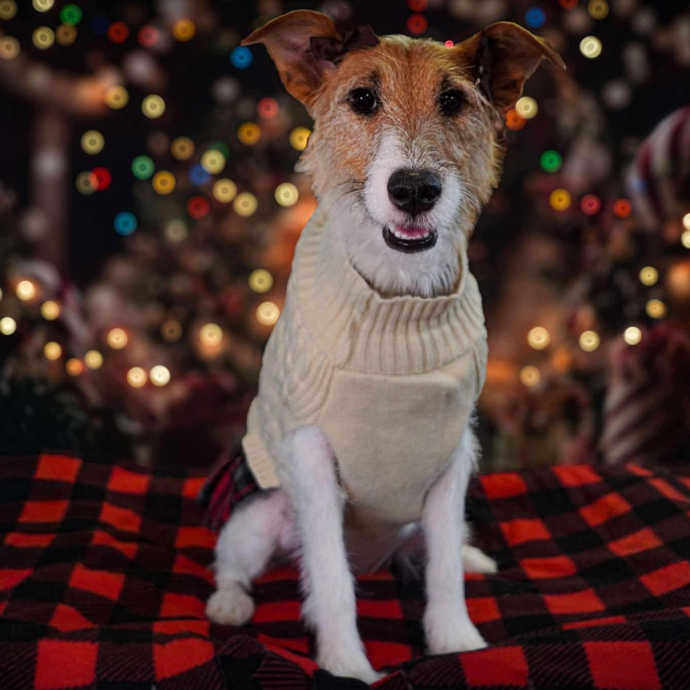 Roxie, ADOPTABLE, Adult Female Parson Russell Terrier.