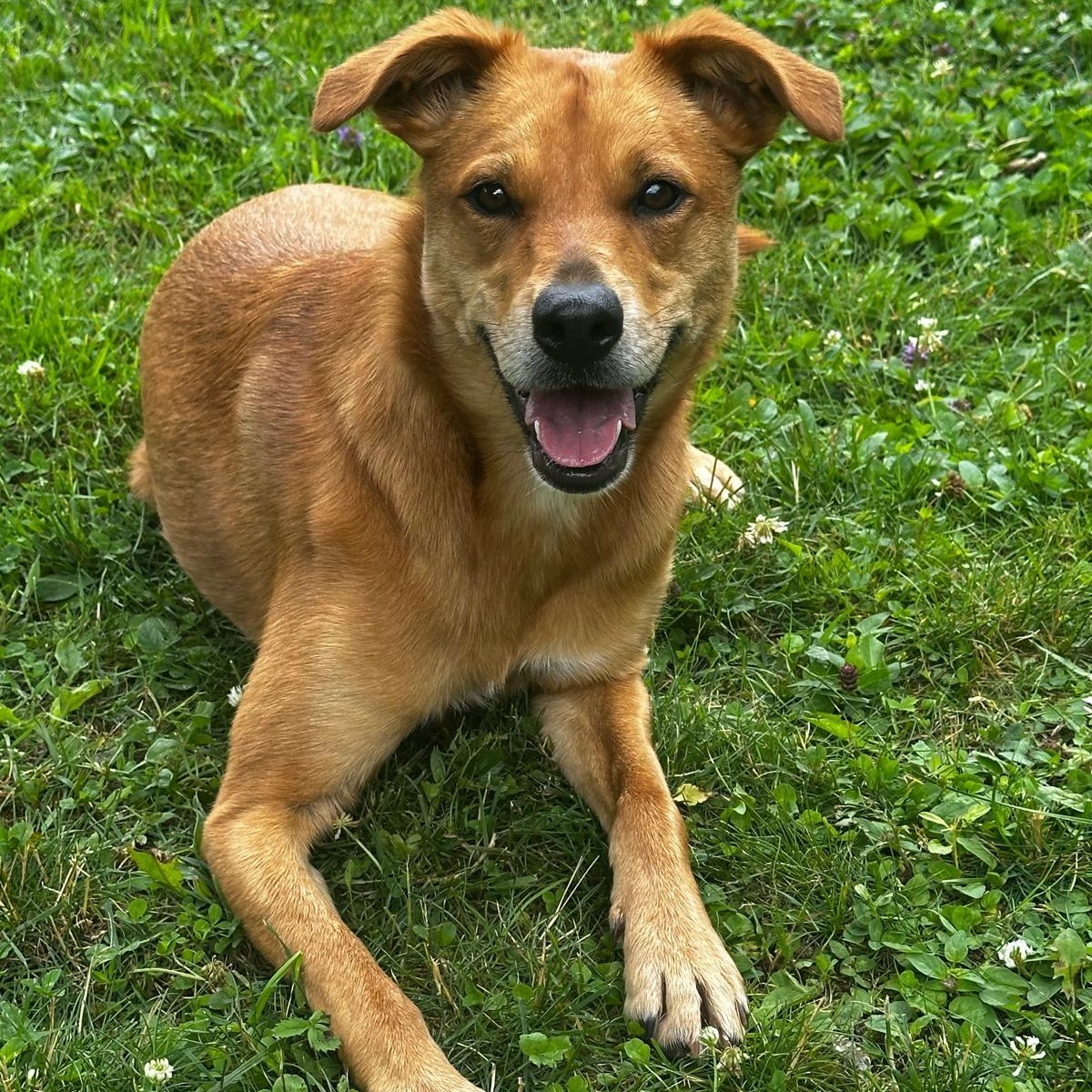 Enlarge Roxy, a ADOPTABLE Shepherd in Head of Saint Margarets Bay, NS image 1/1