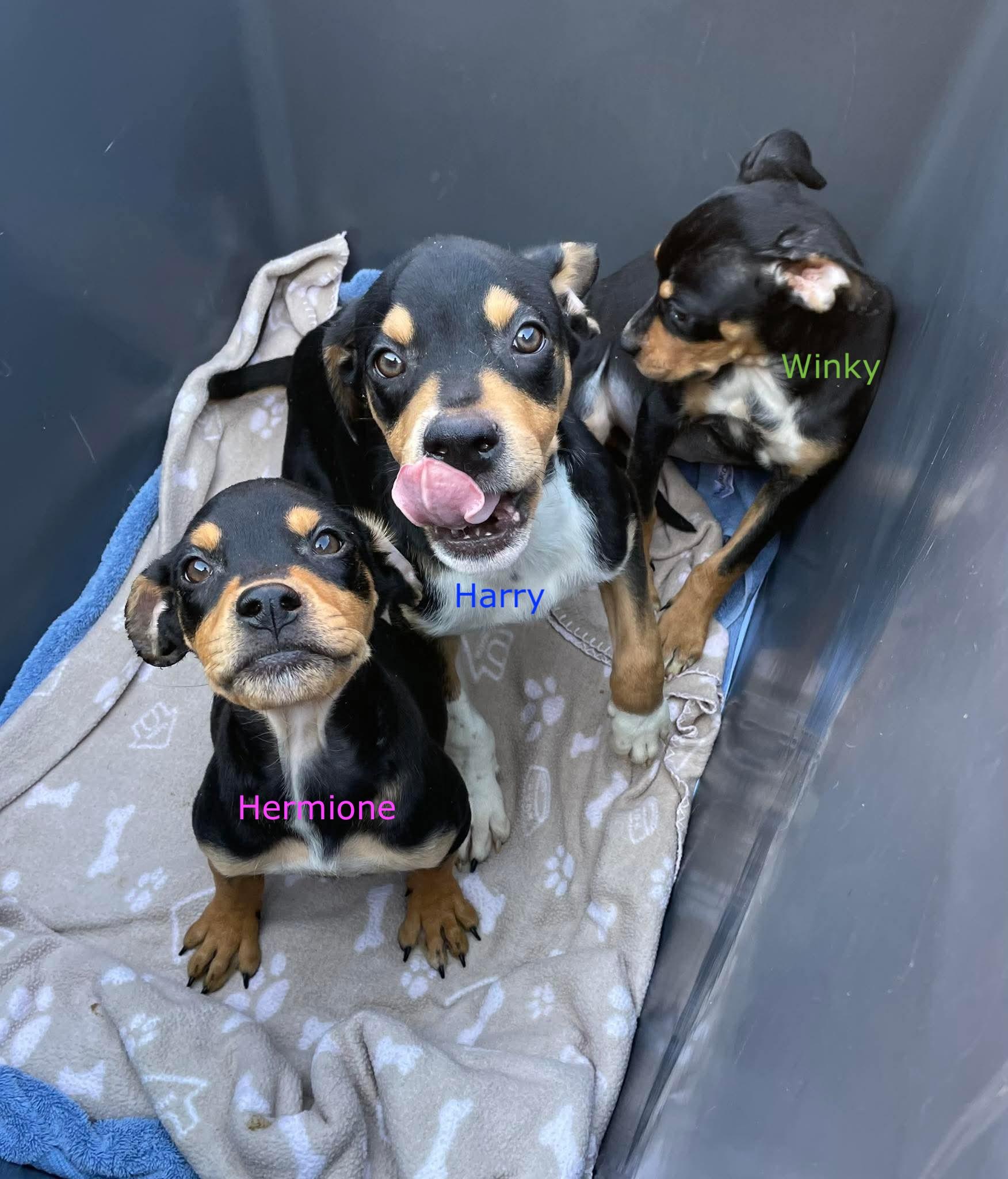 Hermione, ADOPTABLE, Puppy Female Rottweiler & Chihuahua.