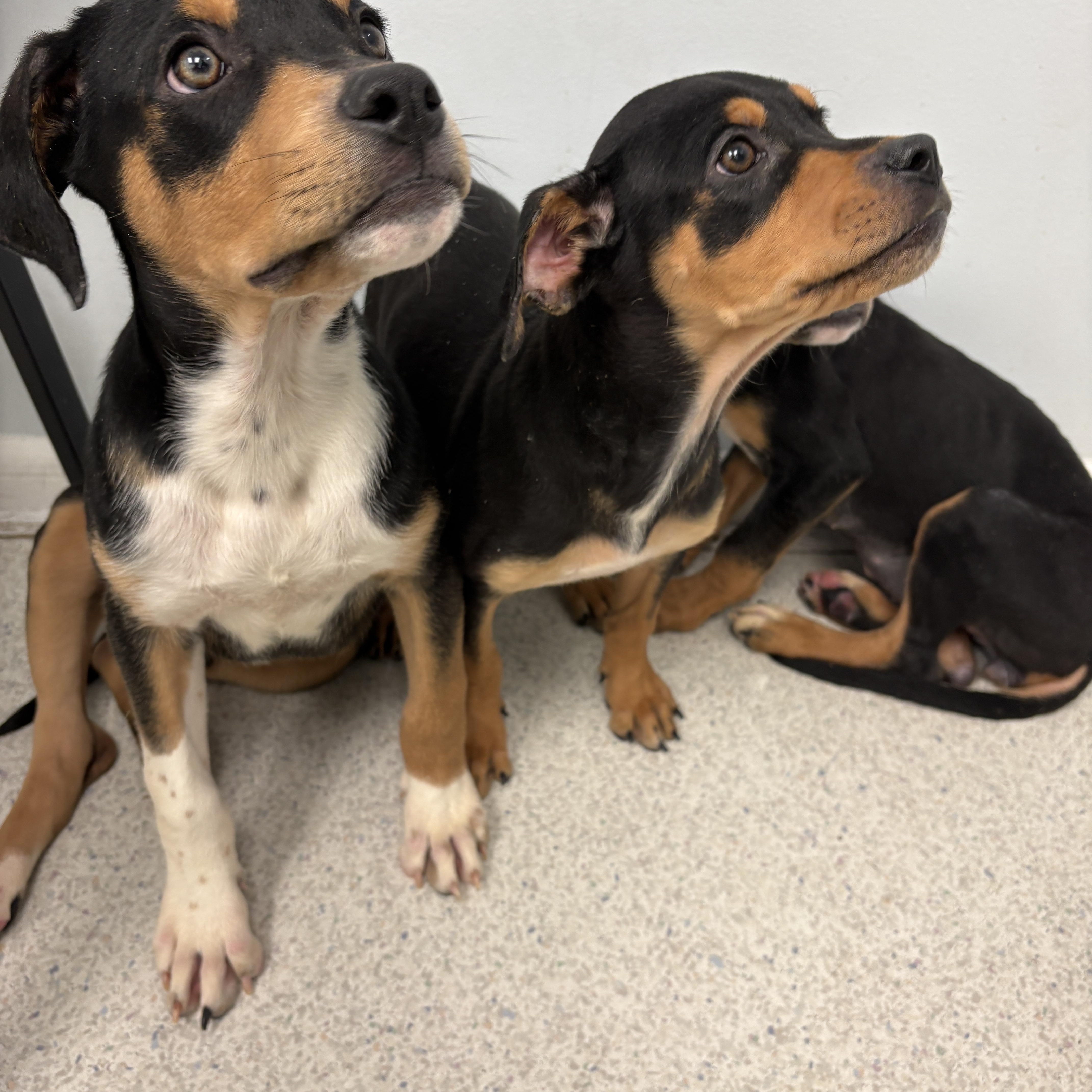 Enlarge Hermione, a ADOPTABLE mixed breed in Silver Spring, MD image 4/6