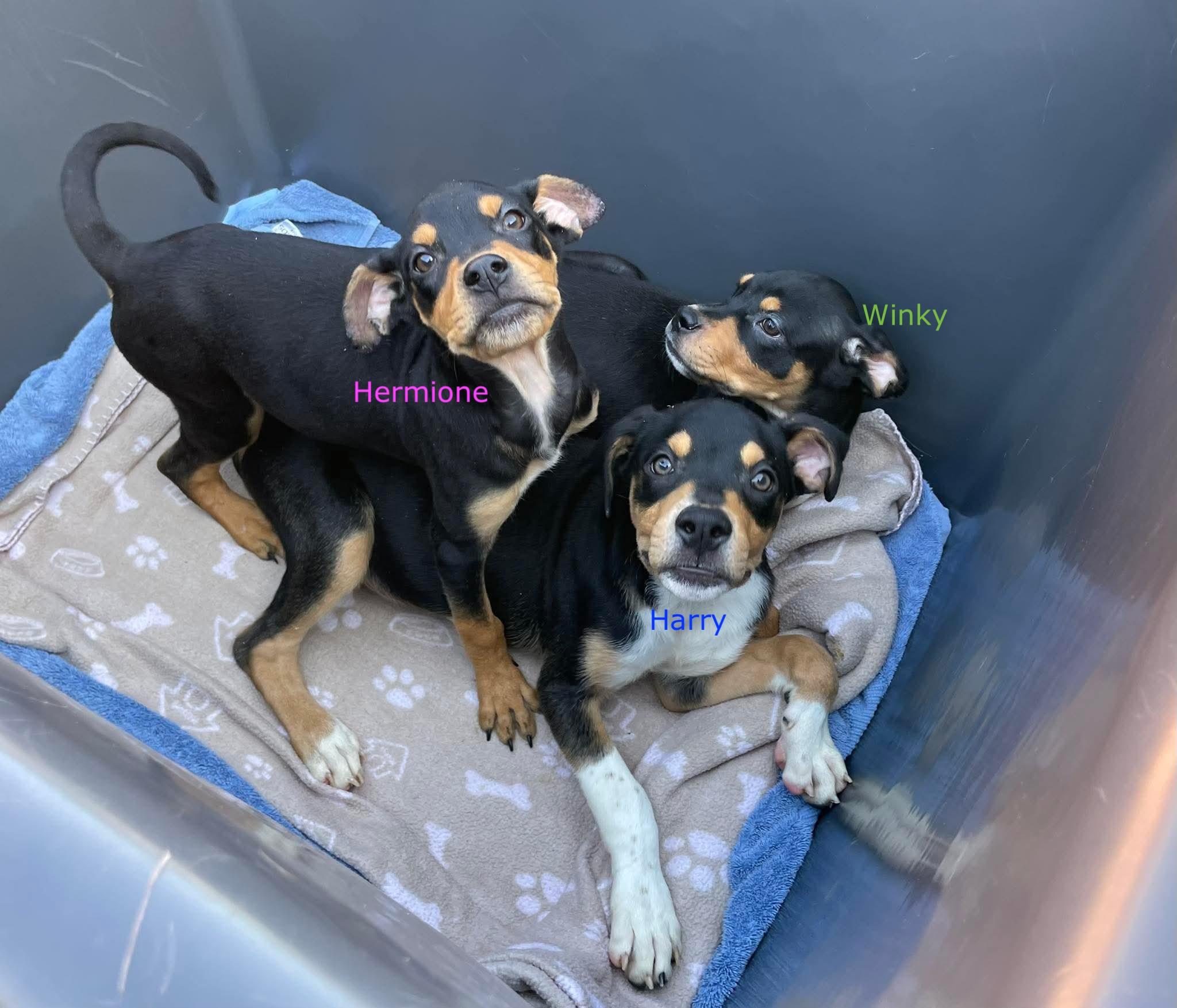 Enlarge Hermione, a ADOPTABLE mixed breed in Silver Spring, MD image 6/6