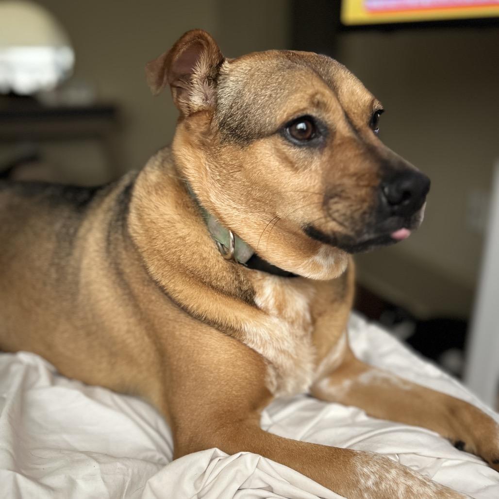 Olive (Reduced Rover)