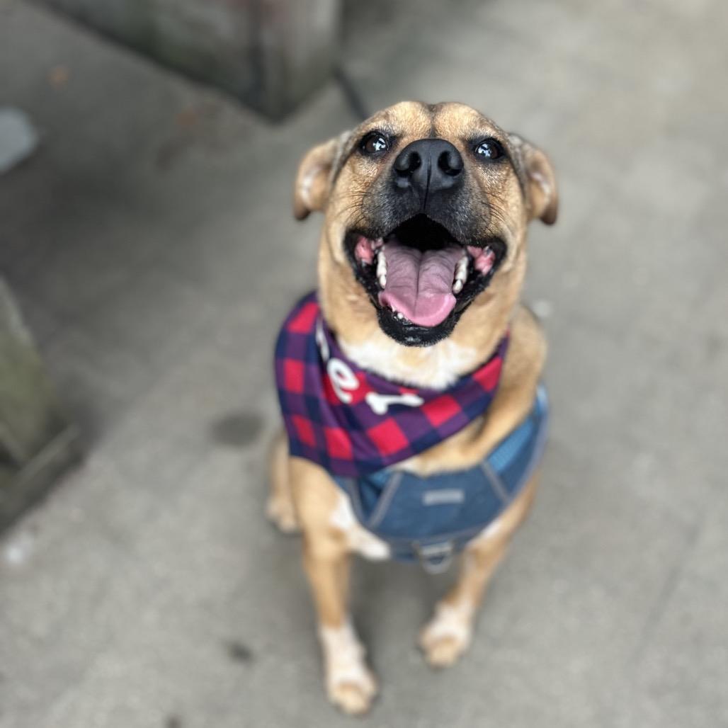 Olive (Reduced Rover)