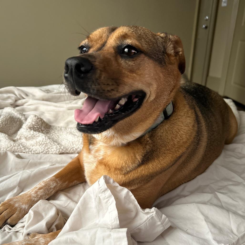 Olive (Reduced Rover)