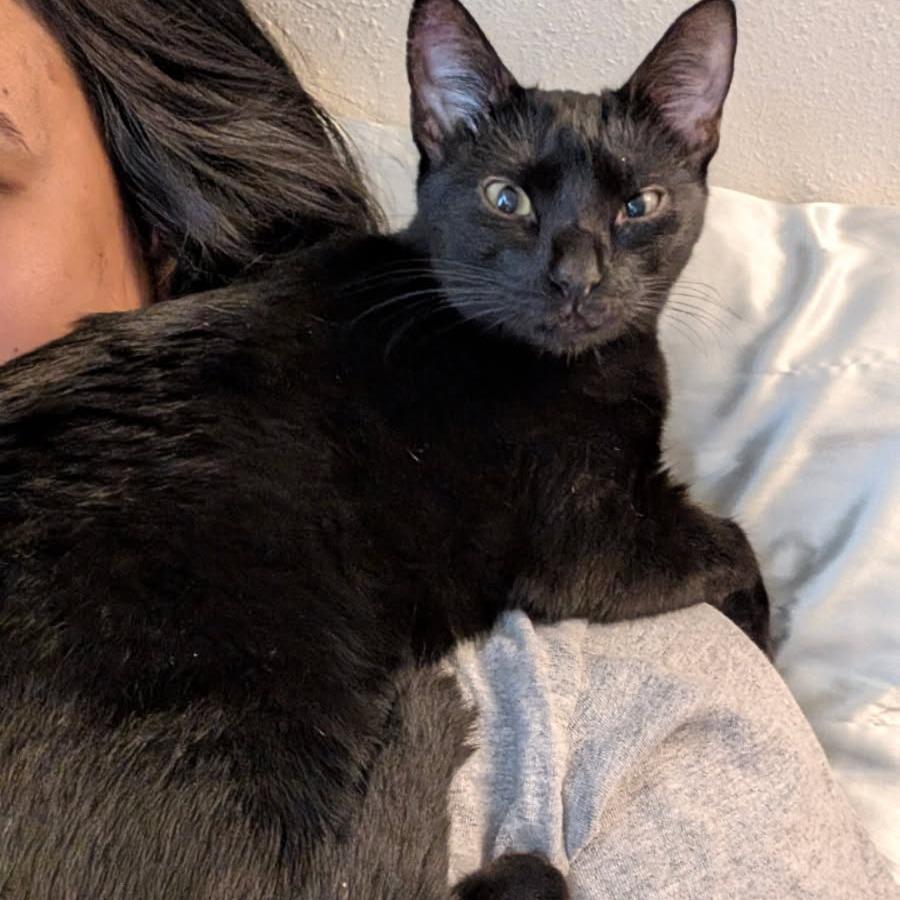 Enlarge Ivy, a Adoptable American Shorthair in Wahiawa, HI image 1/1