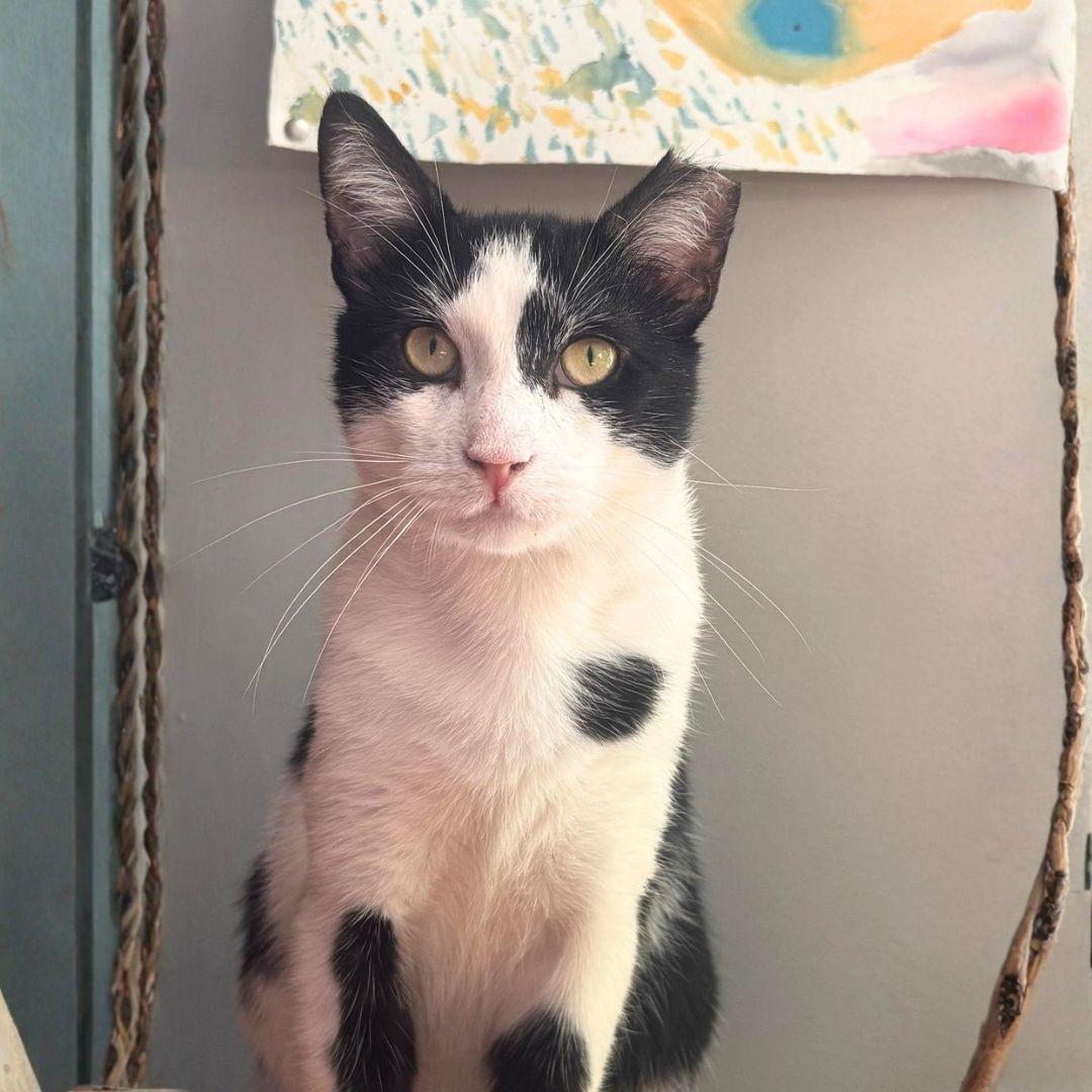 Enlarge Hendrix, a Adoptable Domestic Short Hair in Brooklyn, NY image 1/3