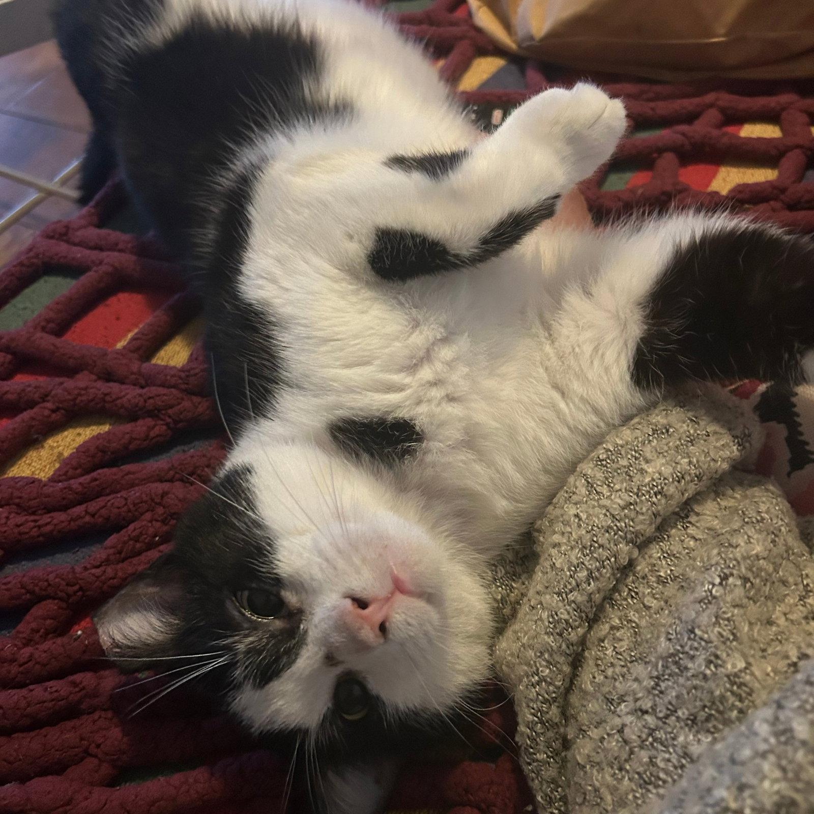 Enlarge Hendrix, a Adoptable Domestic Short Hair in Brooklyn, NY image 2/3