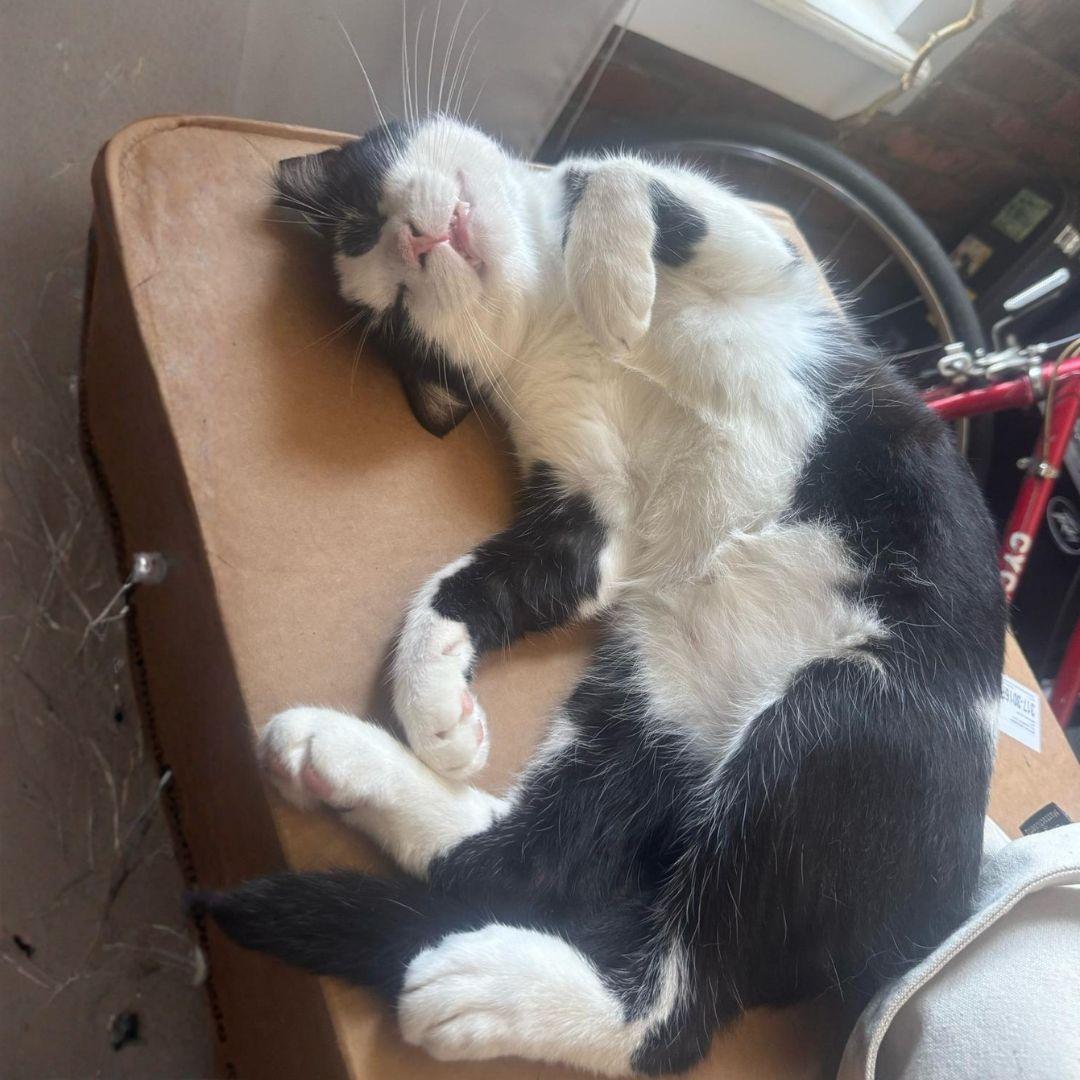Enlarge Hendrix, a Adoptable Domestic Short Hair in Brooklyn, NY image 3/3