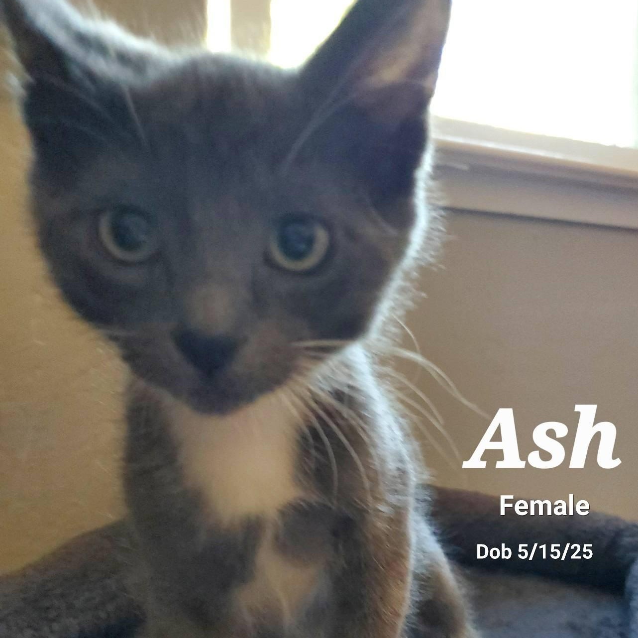 Ash