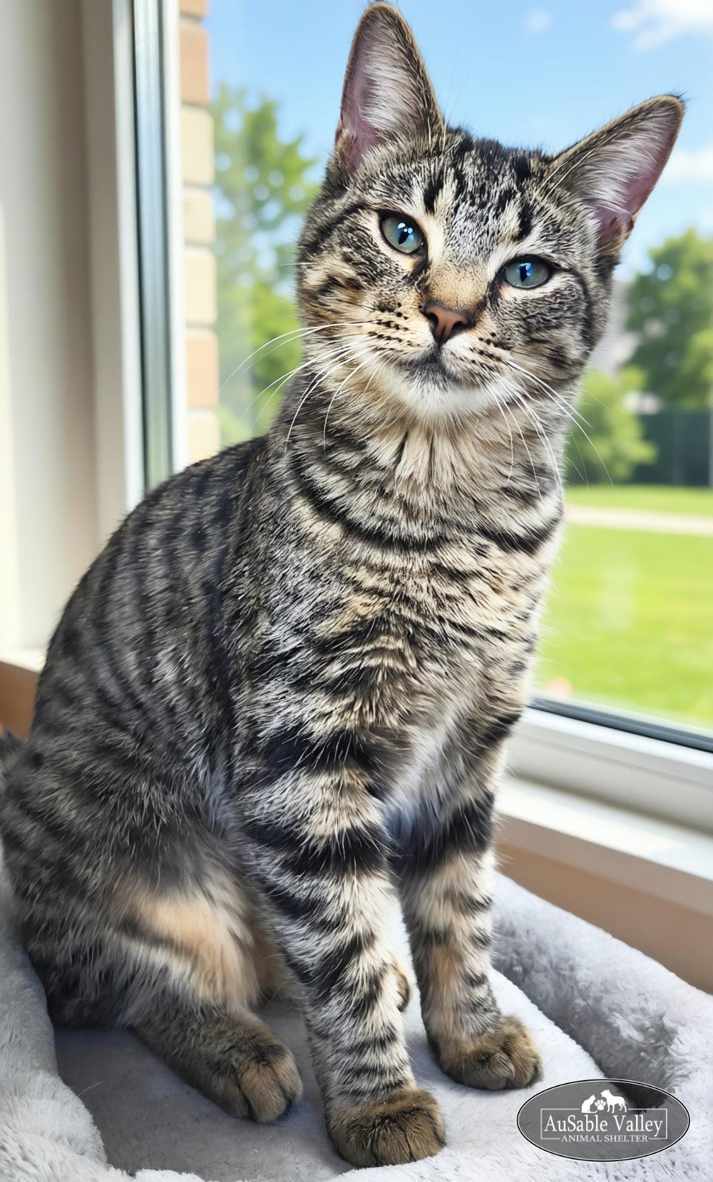 Carmilla, a Adoptable Domestic Short Hair in Grayling, MI image 1/3