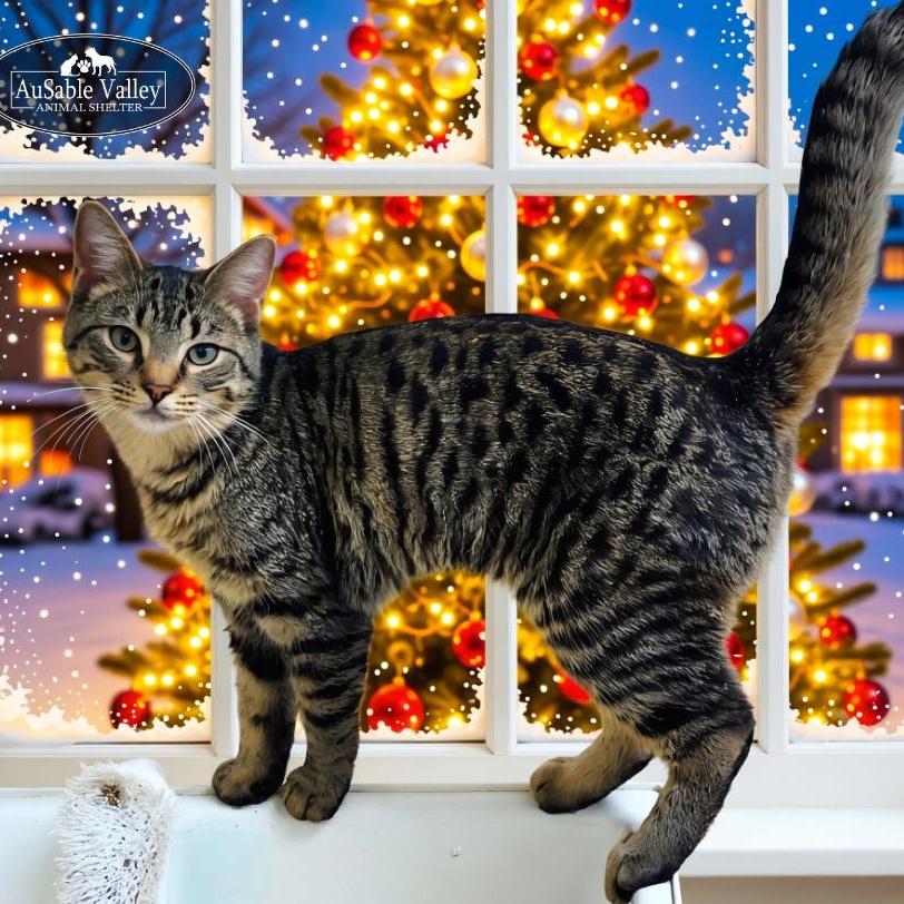 Carmilla, a Adoptable Domestic Short Hair in Grayling, MI image 3/3