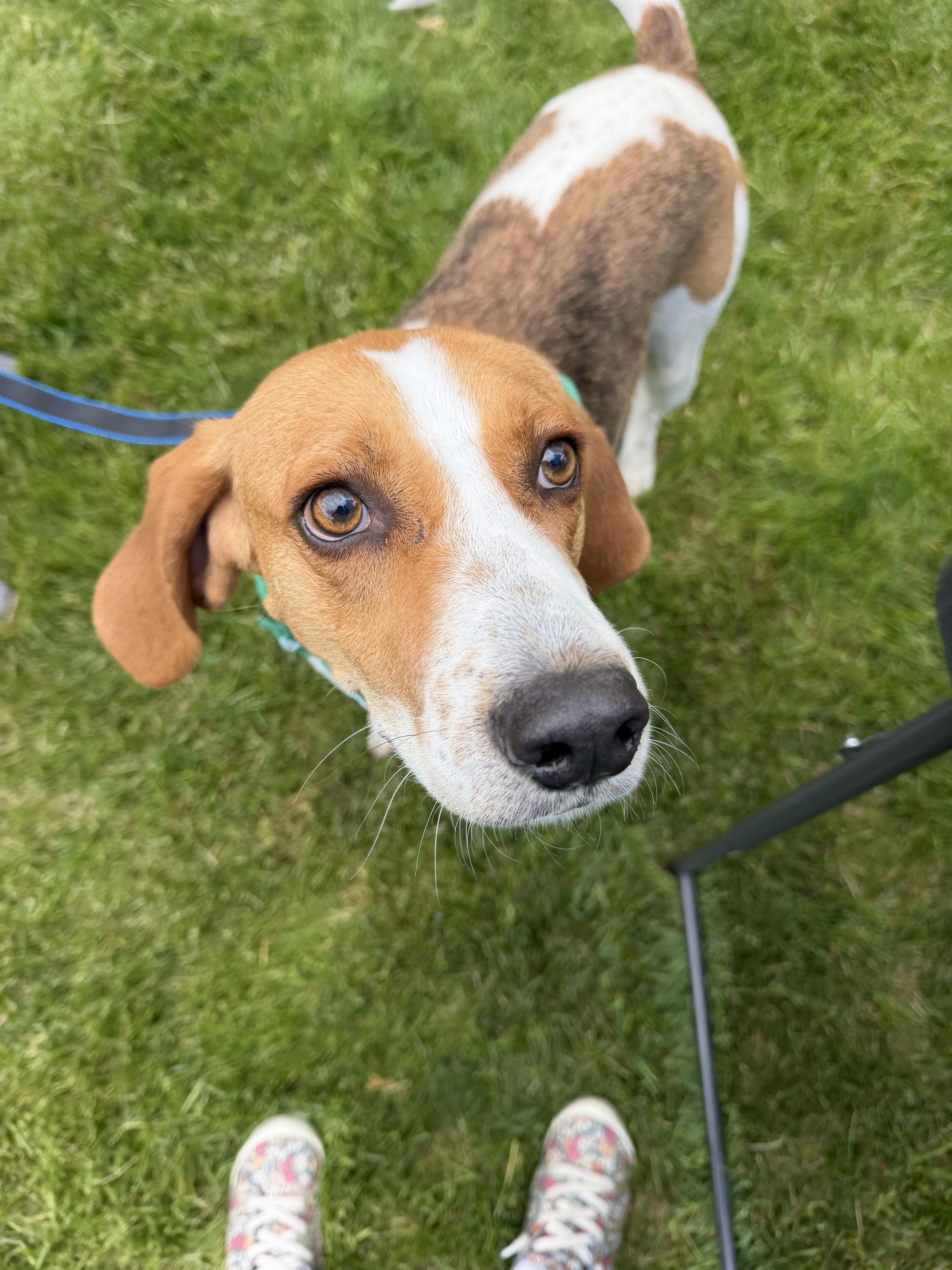 Jefferson , a ADOPTABLE mixed breed in Succasunna, NJ image 1/6