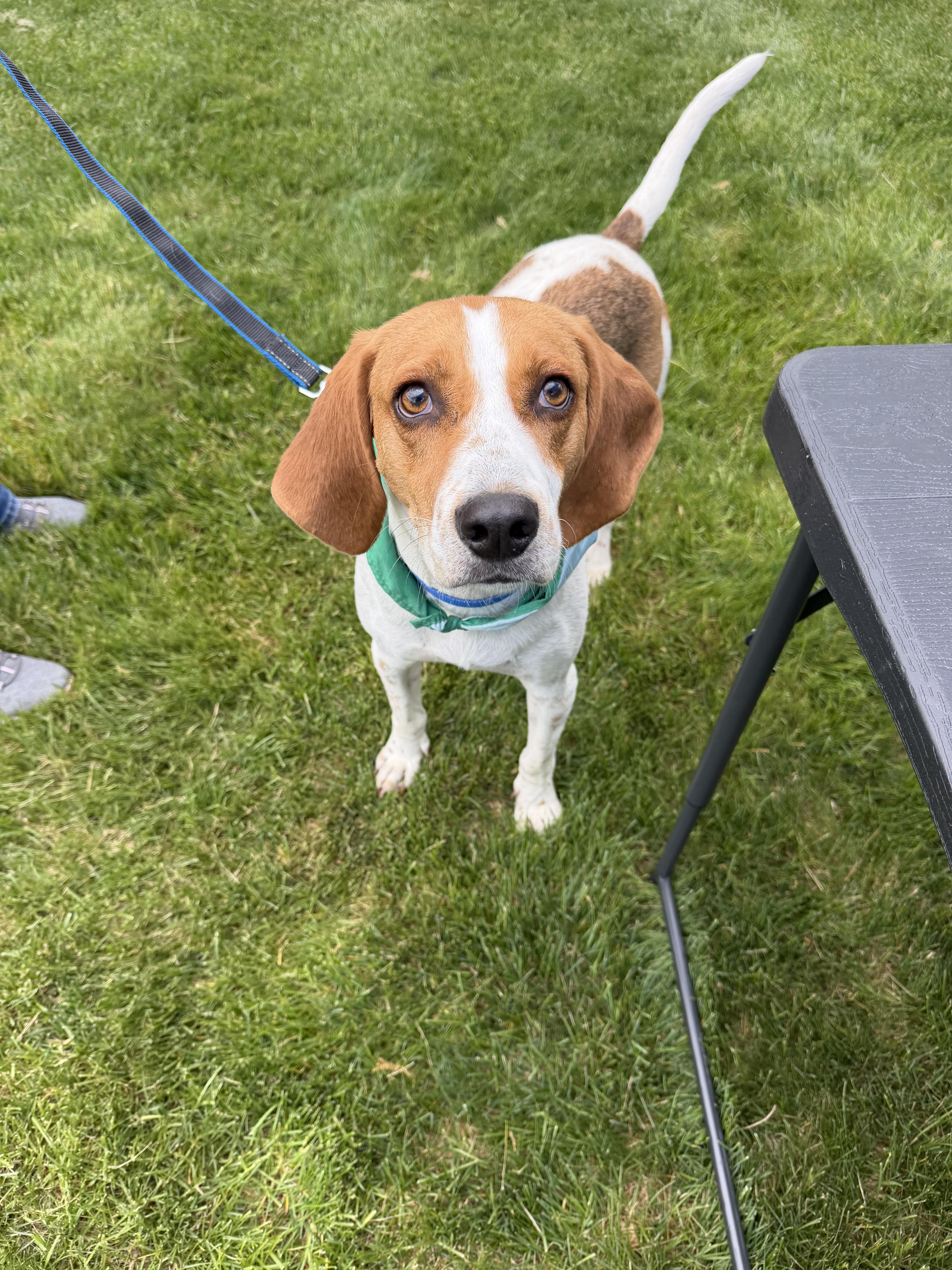 Jefferson , a ADOPTABLE mixed breed in Succasunna, NJ image 6/6