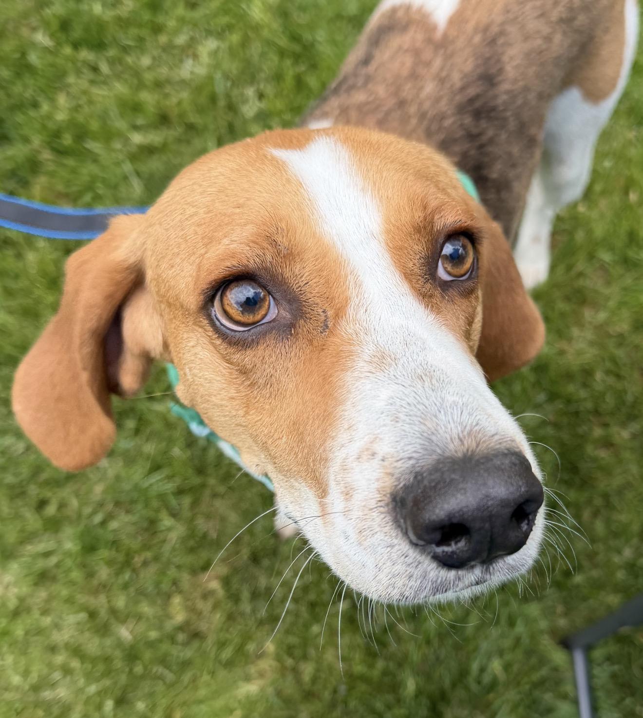 Jefferson , a ADOPTABLE mixed breed in Succasunna, NJ image 3/6
