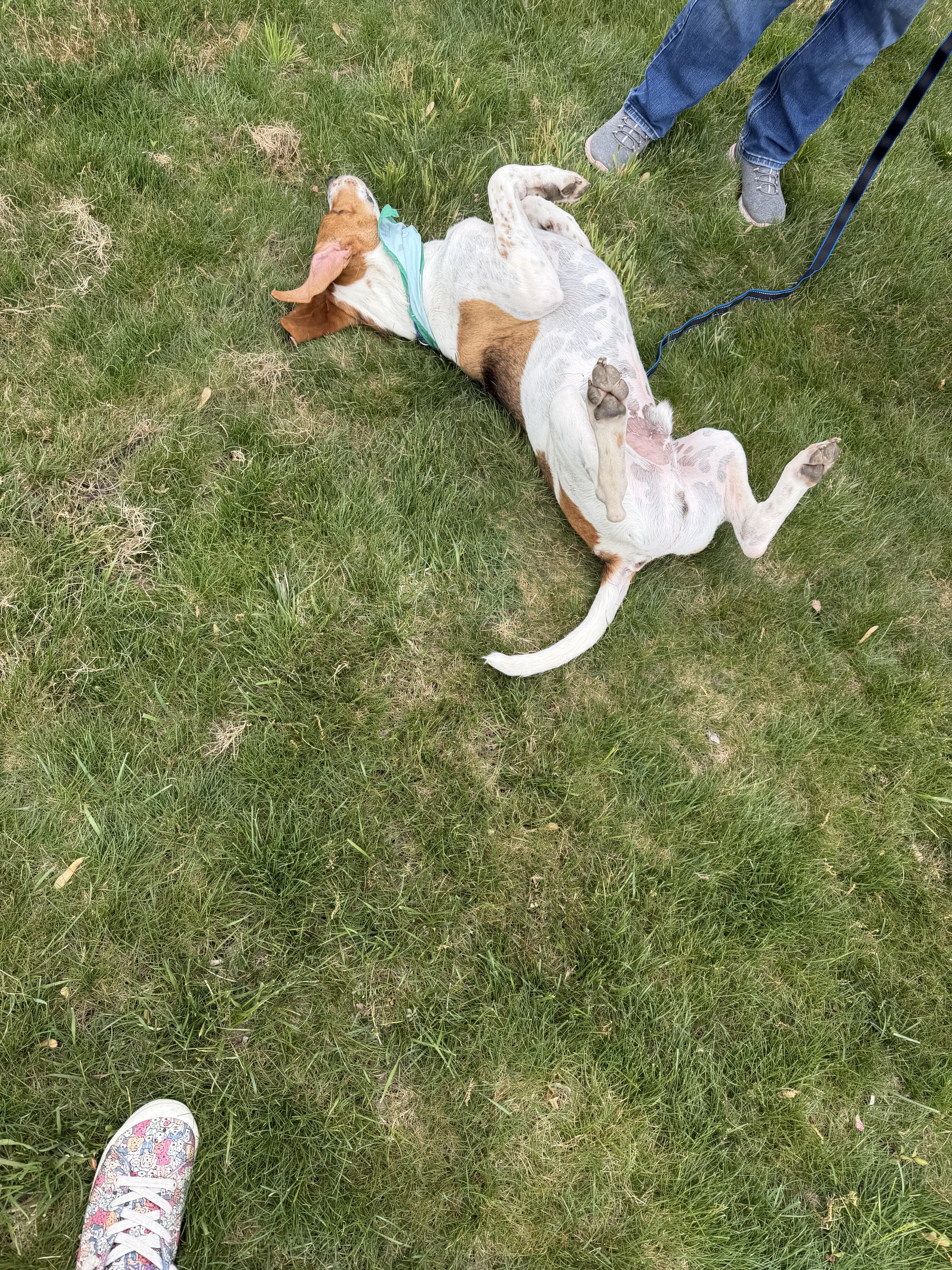 Jefferson , a ADOPTABLE mixed breed in Succasunna, NJ image 2/6
