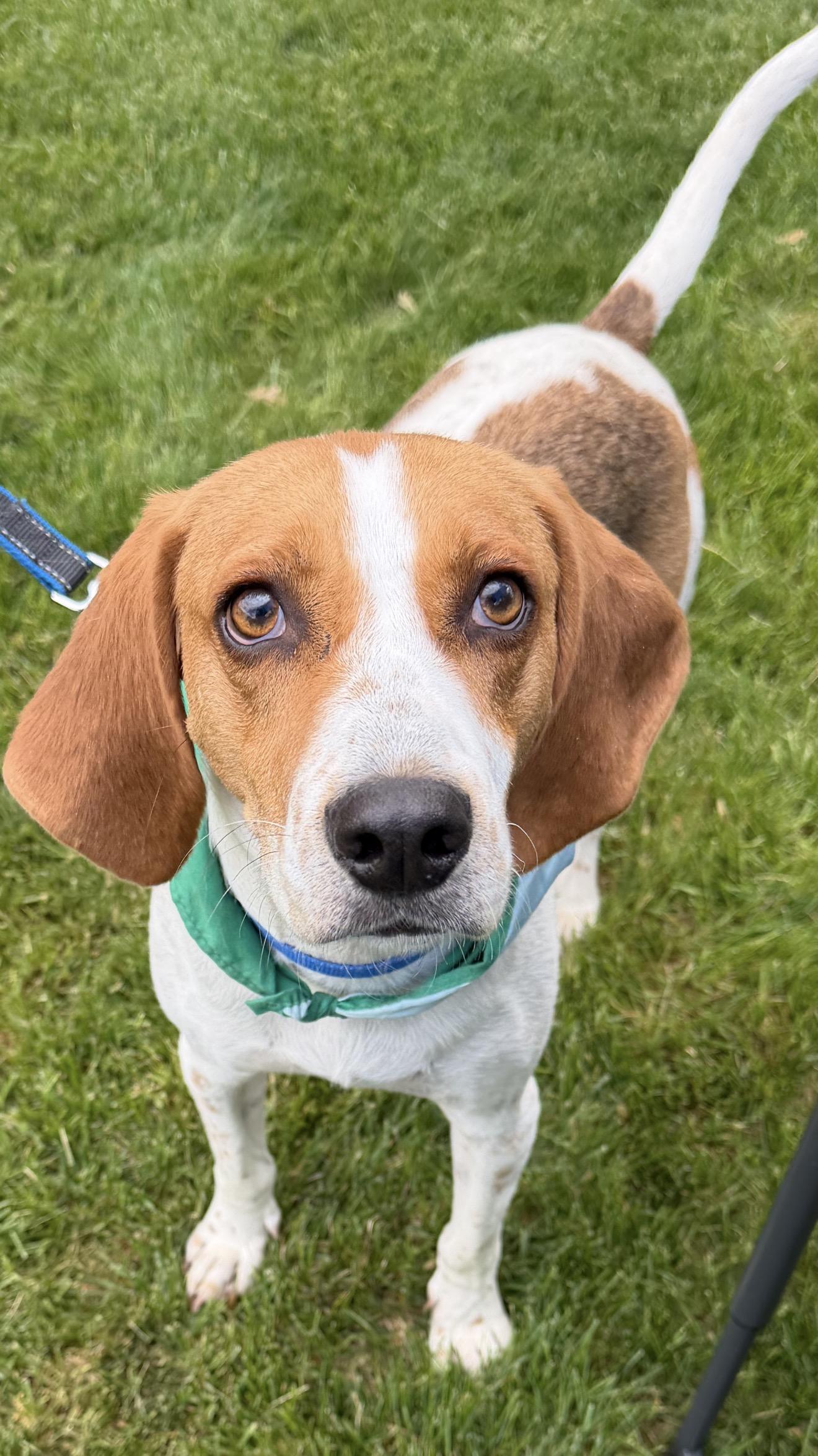 Jefferson , a ADOPTABLE mixed breed in Succasunna, NJ image 5/6