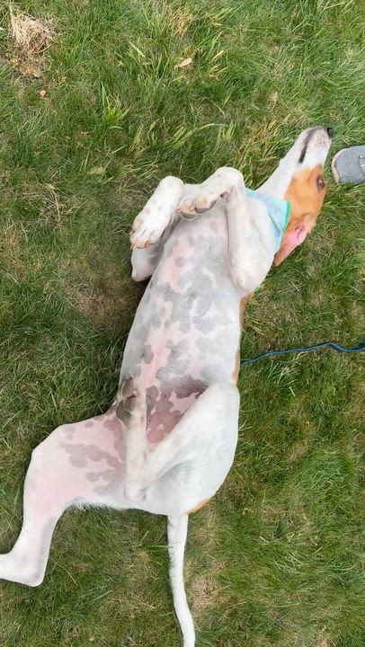 Enlarge Jefferson , a ADOPTABLE mixed breed in Succasunna, NJ video 4/6