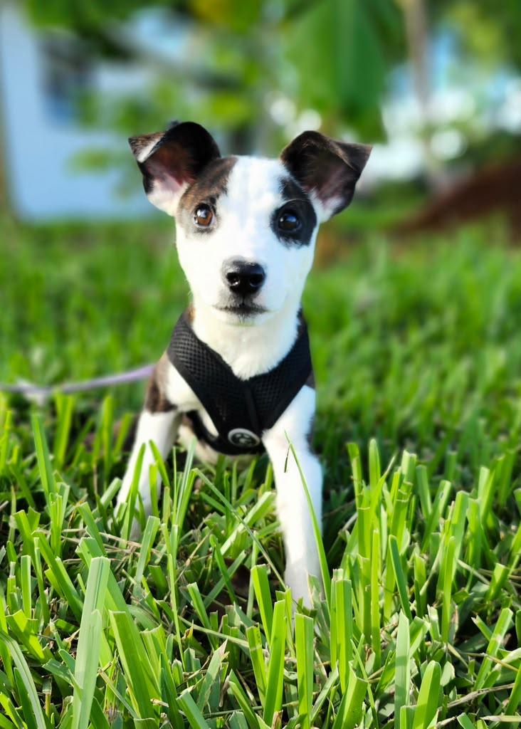 Aura, Adopted, Puppy Female Mixed Breed.