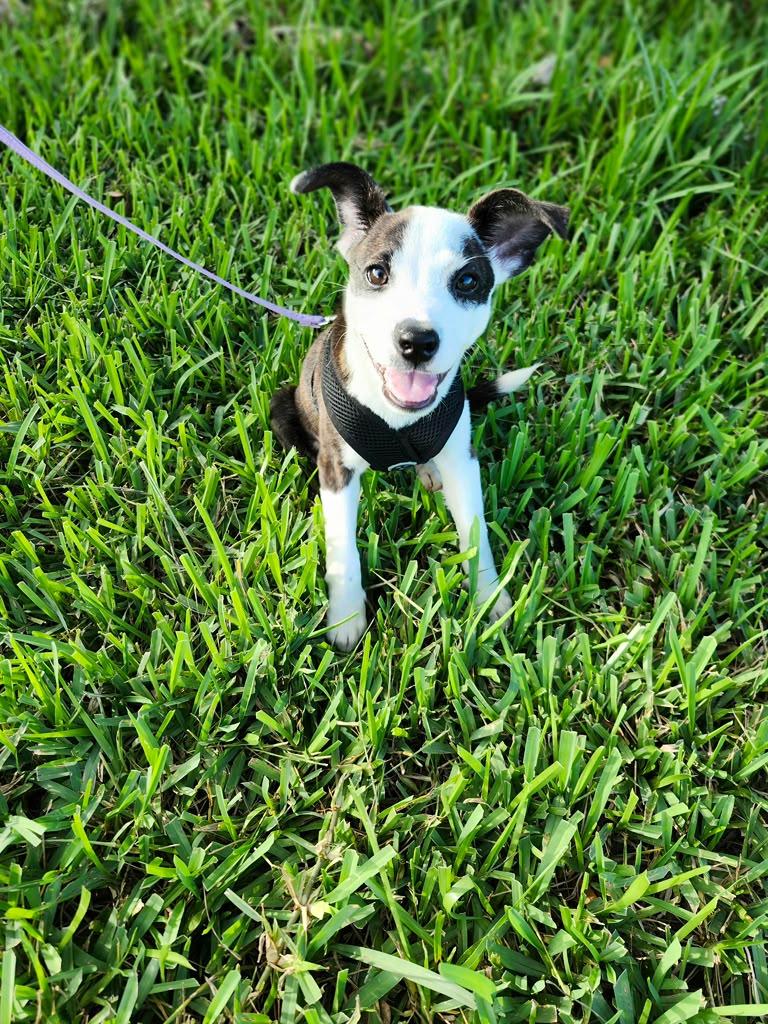 Enlarge Aura, a Adopted mixed breed in Sunrise, FL image 2/3