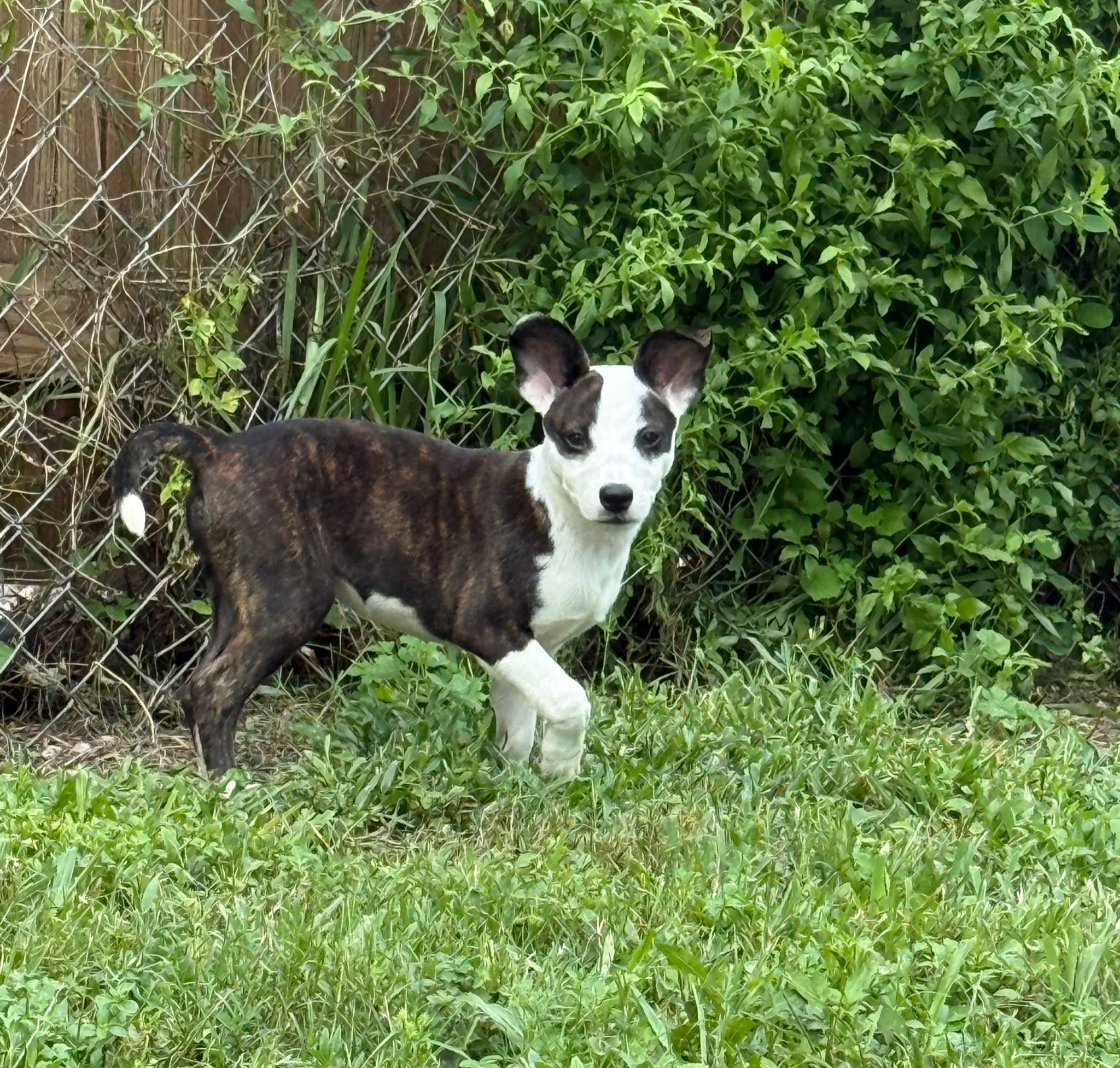 Enlarge Aura, a Adopted mixed breed in Sunrise, FL image 3/3