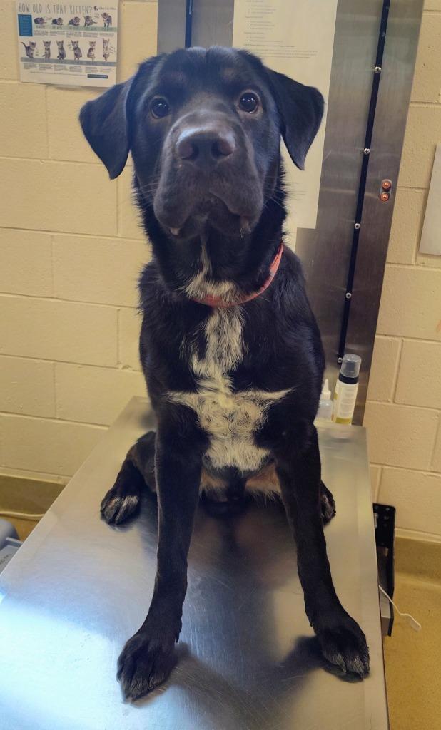 Enlarge Calvin, a Adoptable Mixed Breed in Grand Forks, ND image 1/1