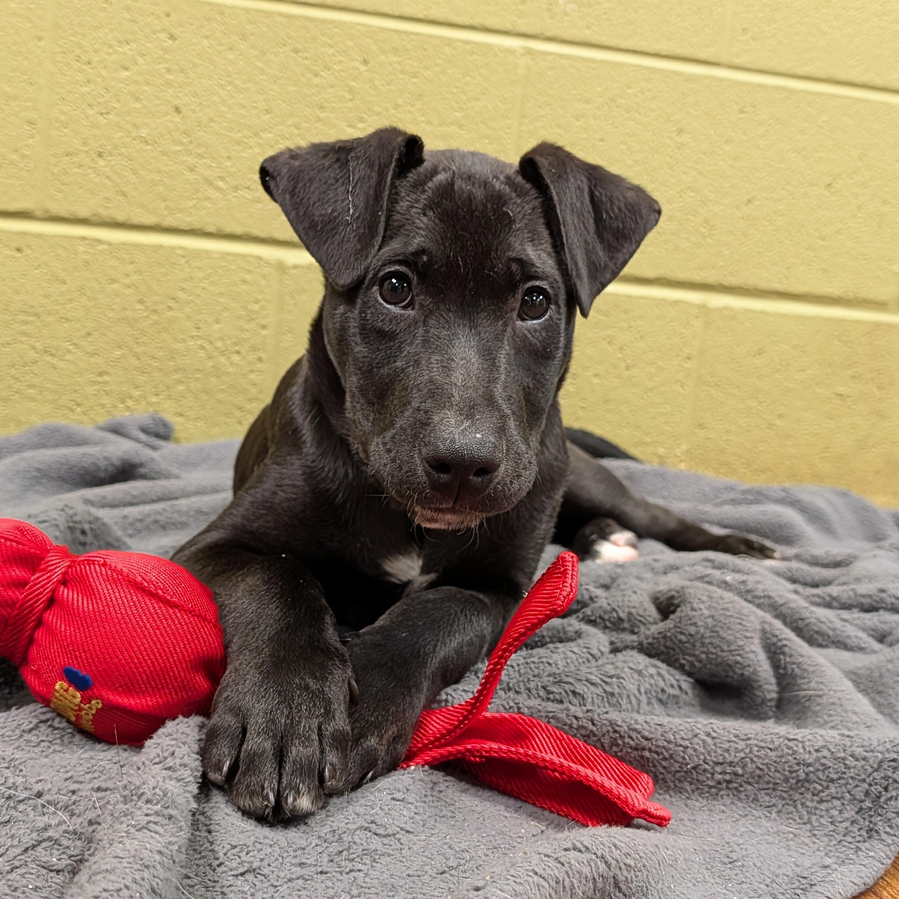 Dreamer, an adopted mixed breed in Lake Odessa, MI image 1/6