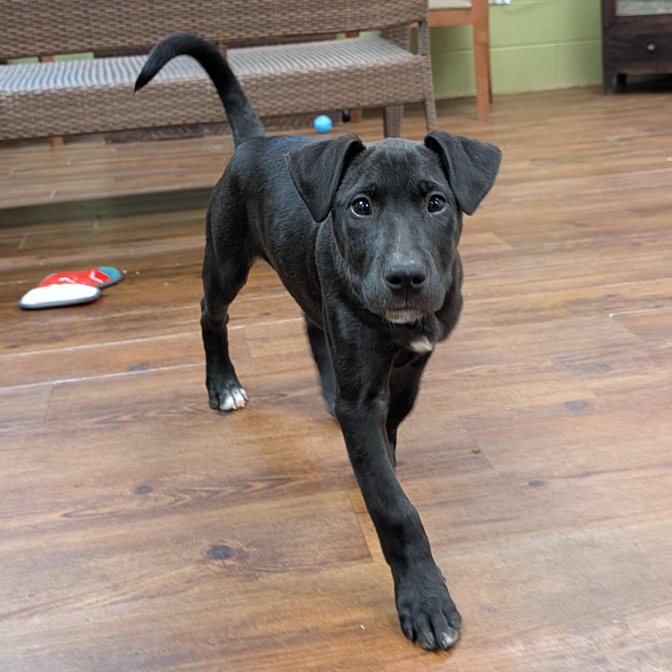 Dreamer, an adopted mixed breed in Lake Odessa, MI image 2/6