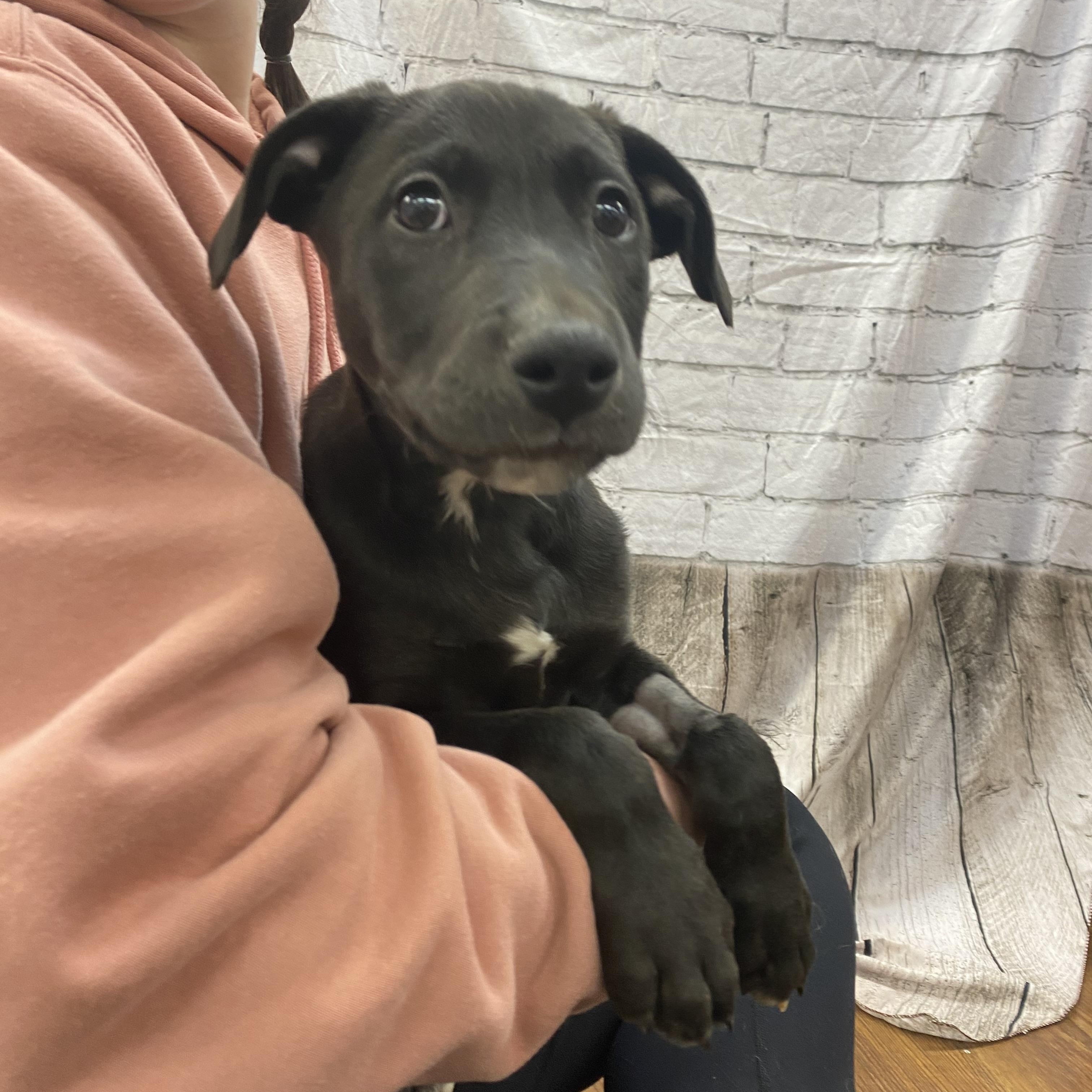 Dreamer, an adopted mixed breed in Lake Odessa, MI image 4/6