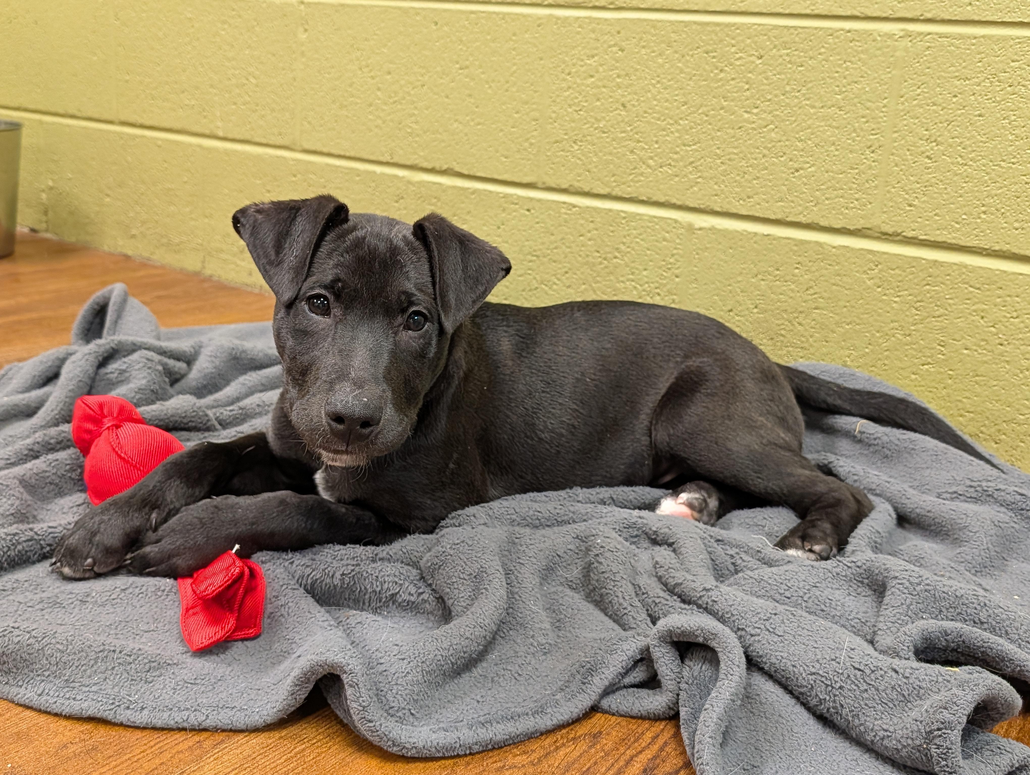 Dreamer, an adopted mixed breed in Lake Odessa, MI image 3/6