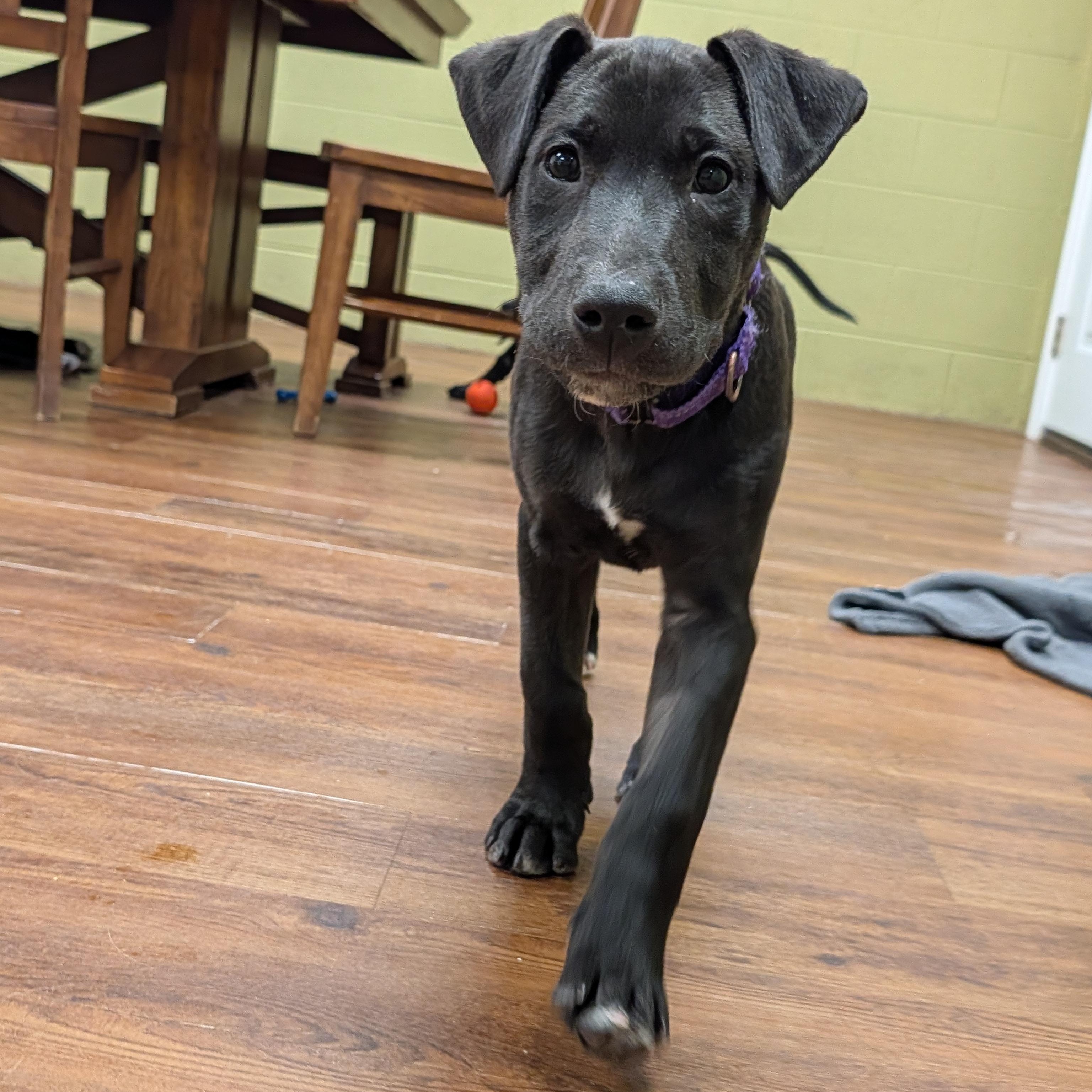 Dreamer, an adopted mixed breed in Lake Odessa, MI image 5/6