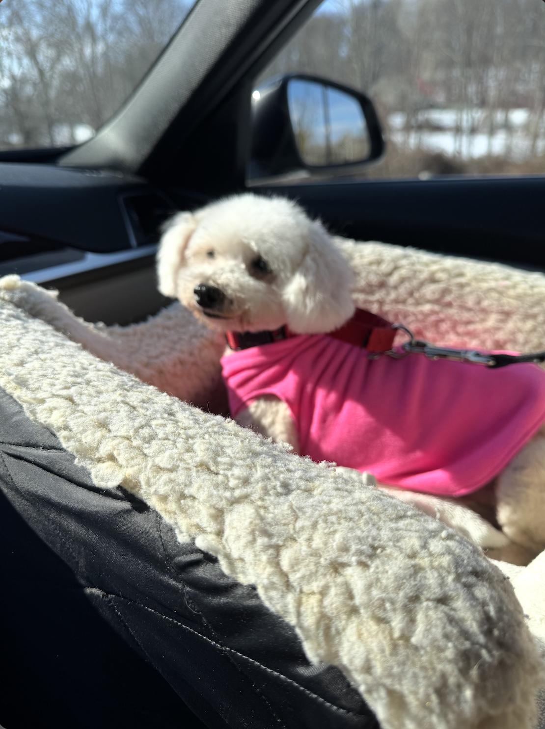 Enlarge Chanel No5, a Adoptable Poodle (Toy) in Chester Springs, PA image 2/2