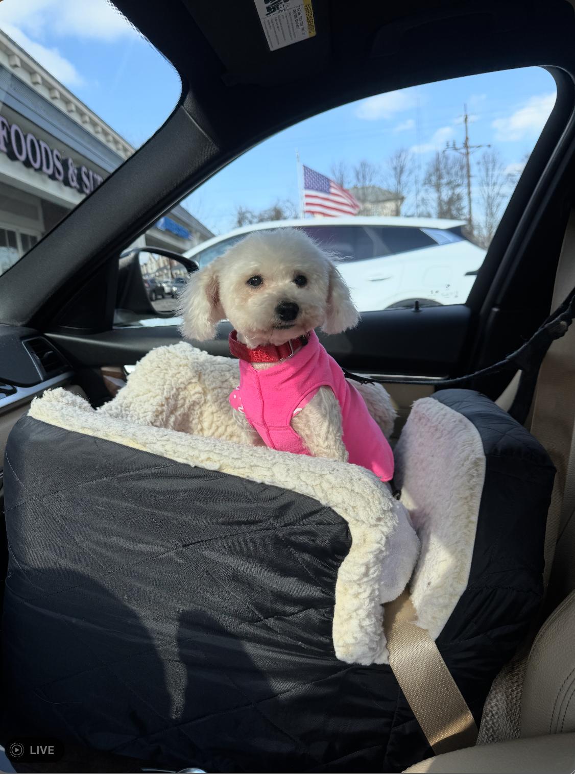Enlarge Chanel No5, a Adoptable Poodle (Toy) in Chester Springs, PA image 1/2