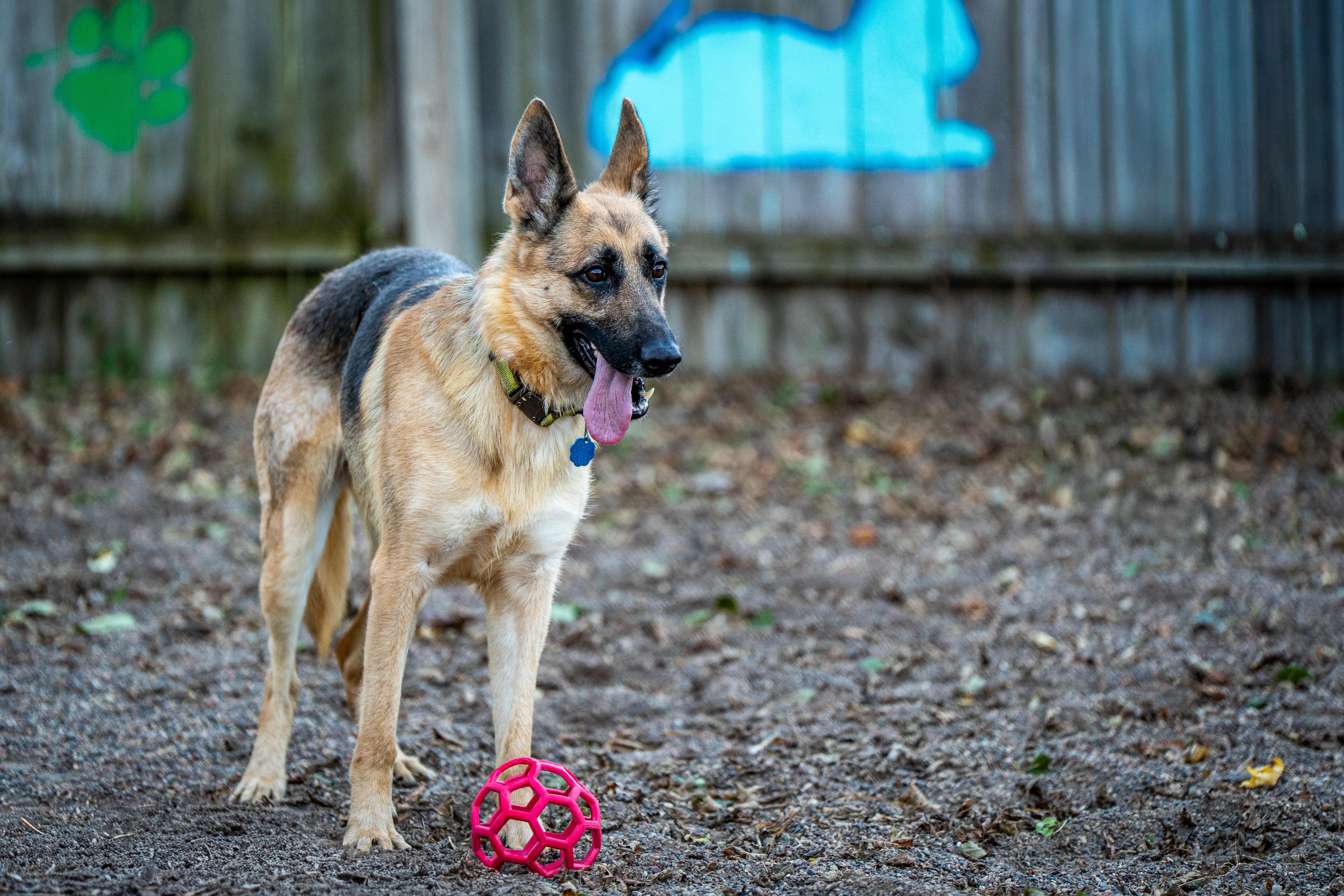 Gypsy, a Adoptable German Shepherd Dog in Red Wing, MN image 4/4