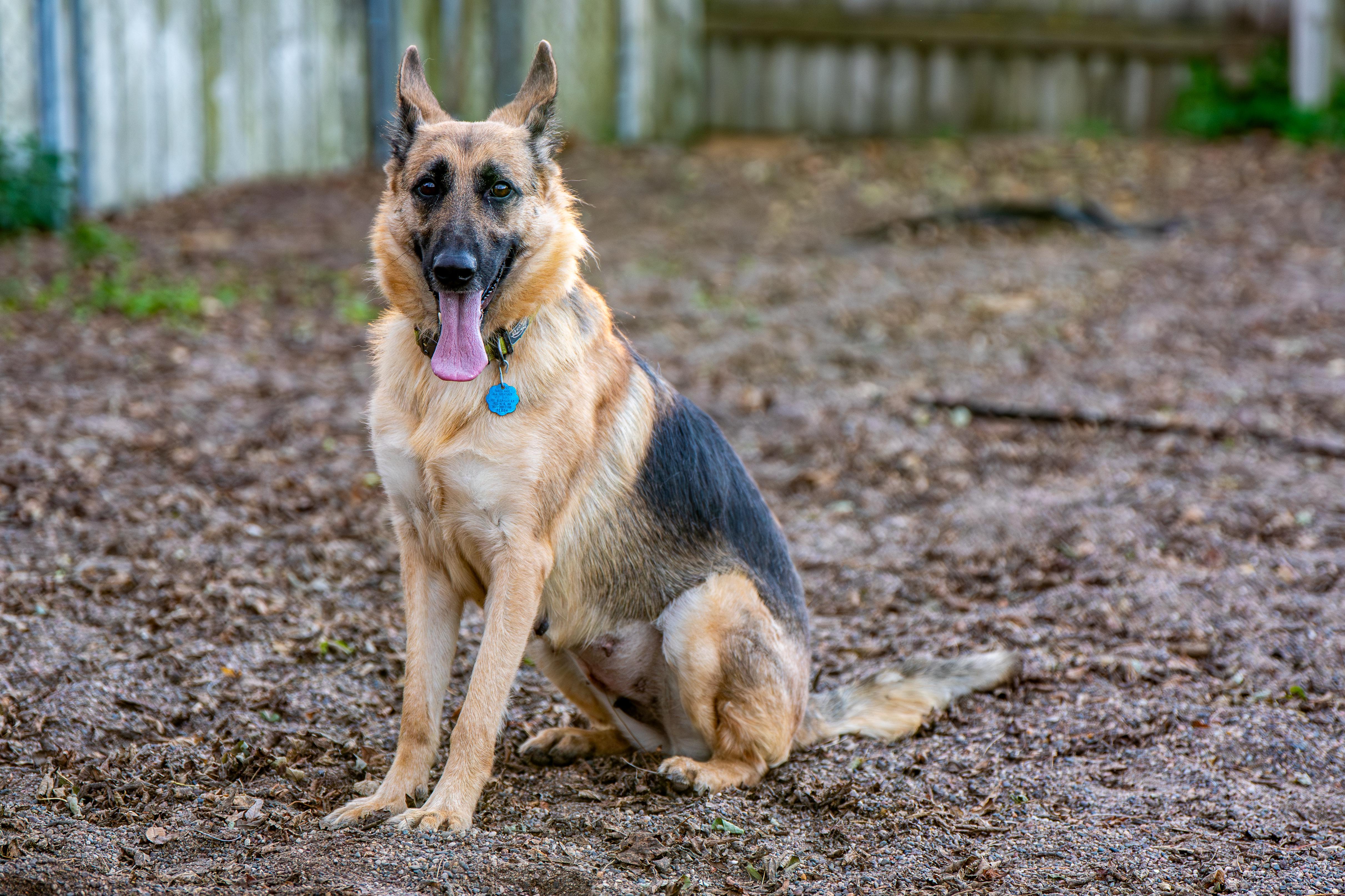 Gypsy, a Adoptable German Shepherd Dog in Red Wing, MN image 1/4