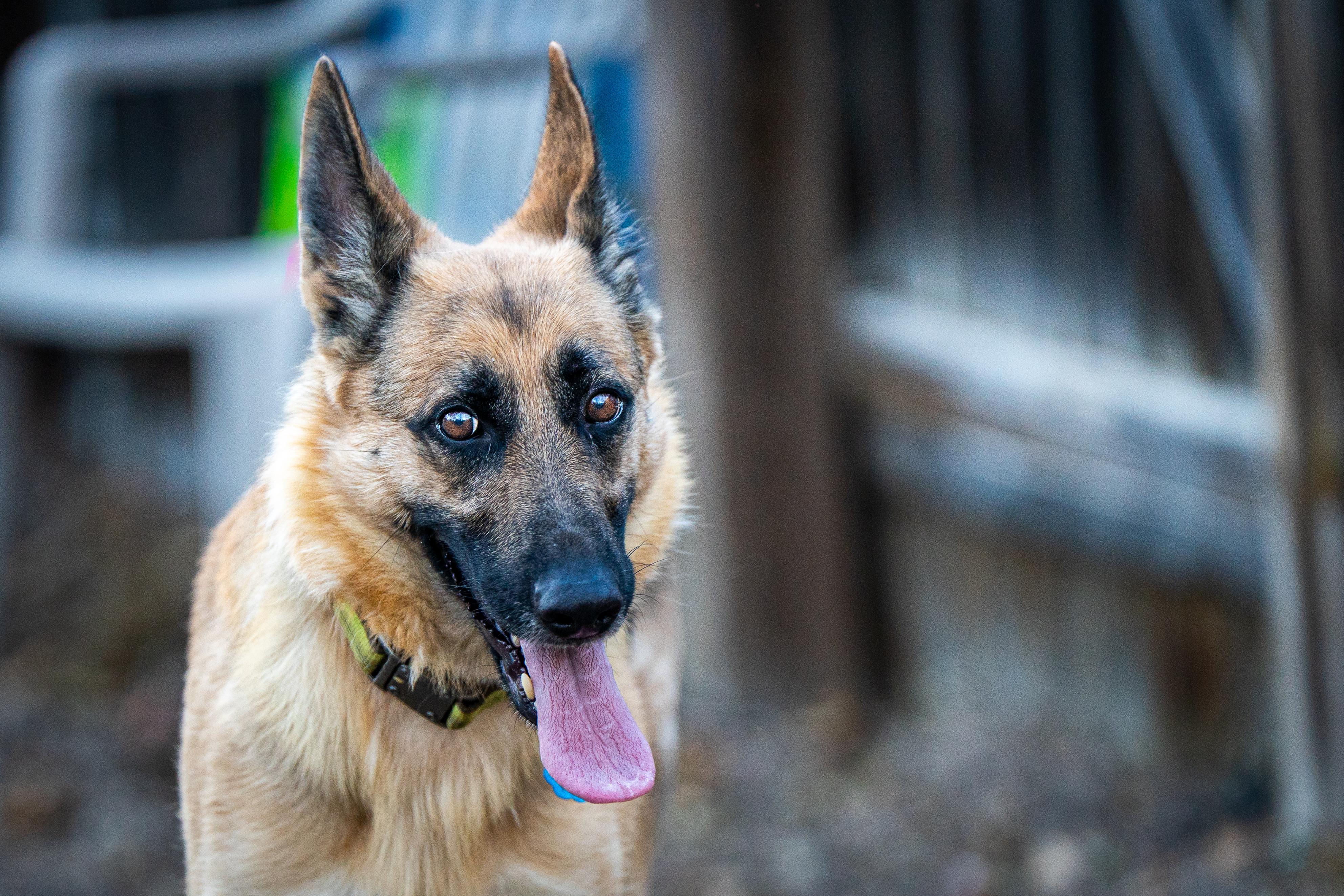 Gypsy, a Adoptable German Shepherd Dog in Red Wing, MN image 3/4