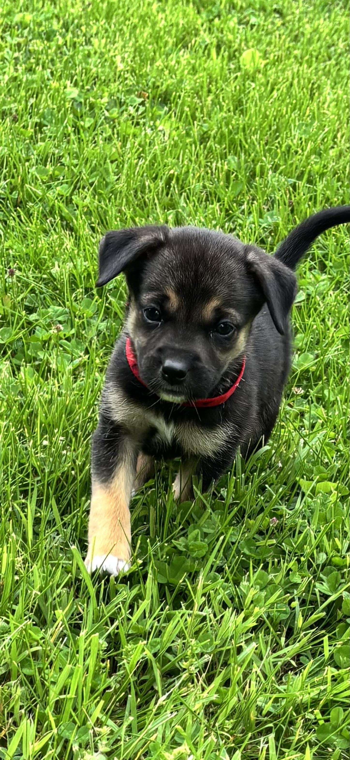Enlarge Marci / Red Pup 8, a Adoptable mixed breed in Mexico, MO image 1/3