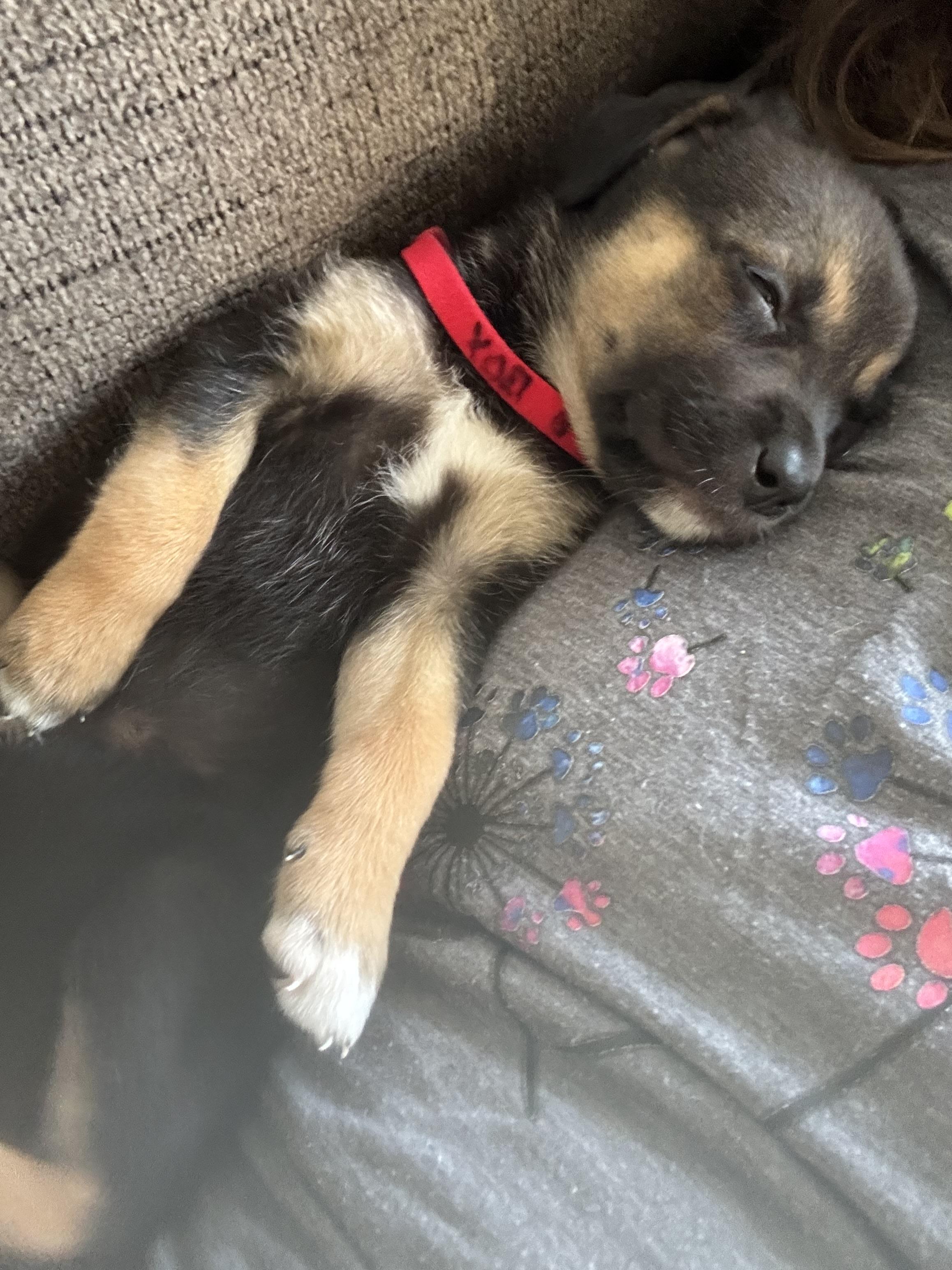 Enlarge Marci / Red Pup 8, a Adoptable mixed breed in Mexico, MO image 2/3
