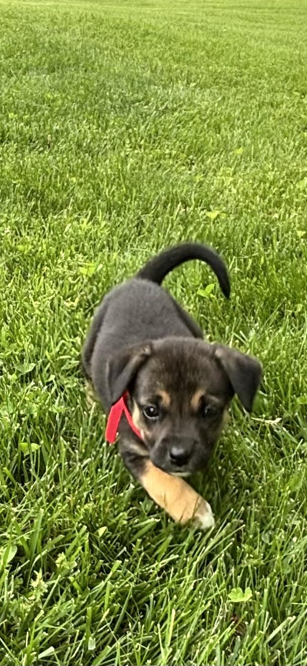 Enlarge Marci / Red Pup 8, a Adoptable mixed breed in Mexico, MO image 3/3