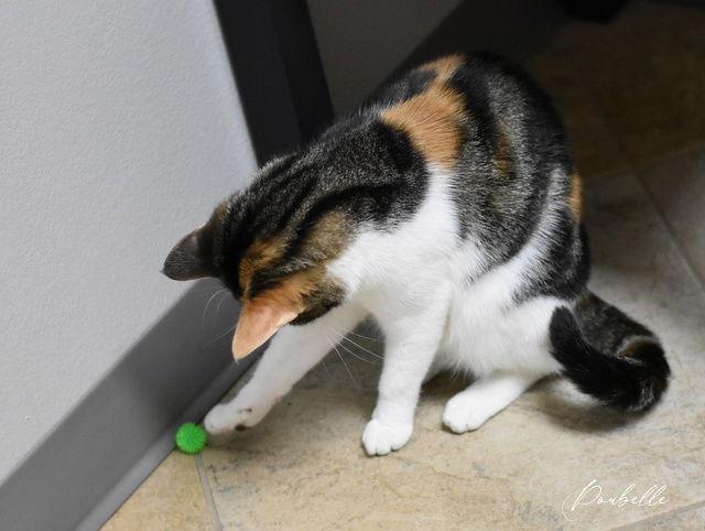 Poubelle, Adoptable, Young Female Calico.