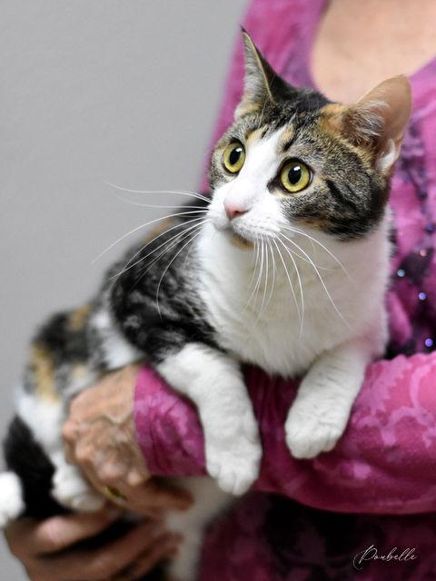 Enlarge Poubelle, a Adoptable Calico in Montgomery, TX image 2/3