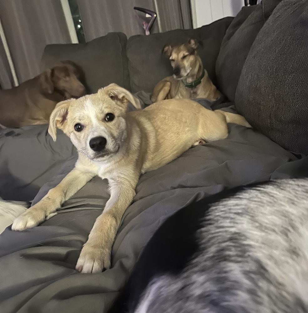 Enlarge Elmo, a Adoptable mixed breed in Cheektowaga, NY image 2/2