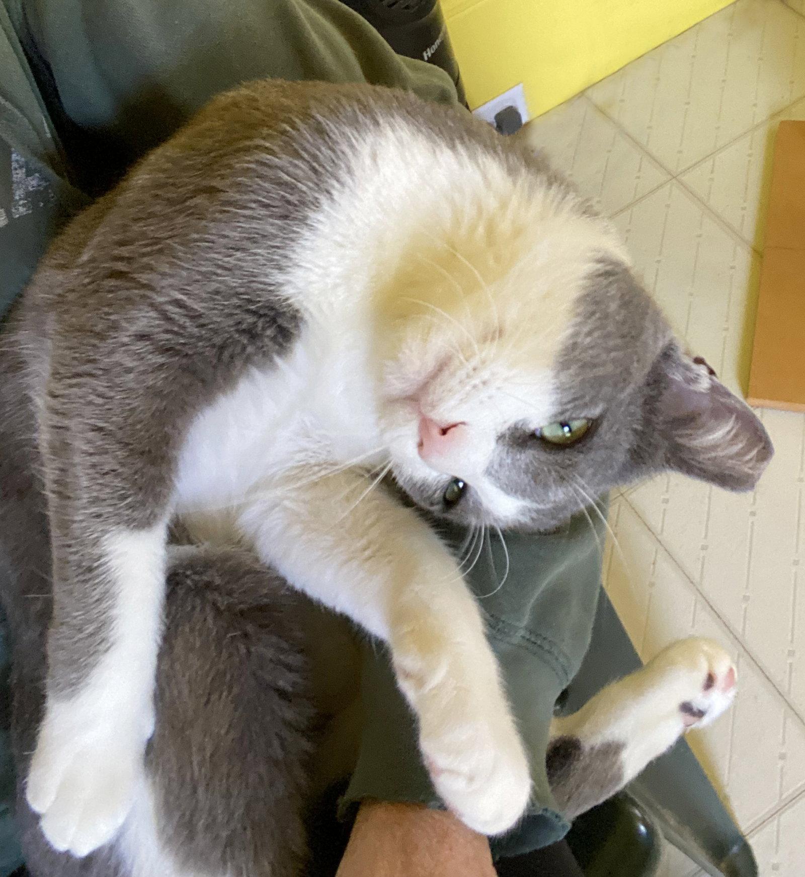 Enlarge Enzo, a Adopted Domestic Short Hair in Alameda, CA image 1/3