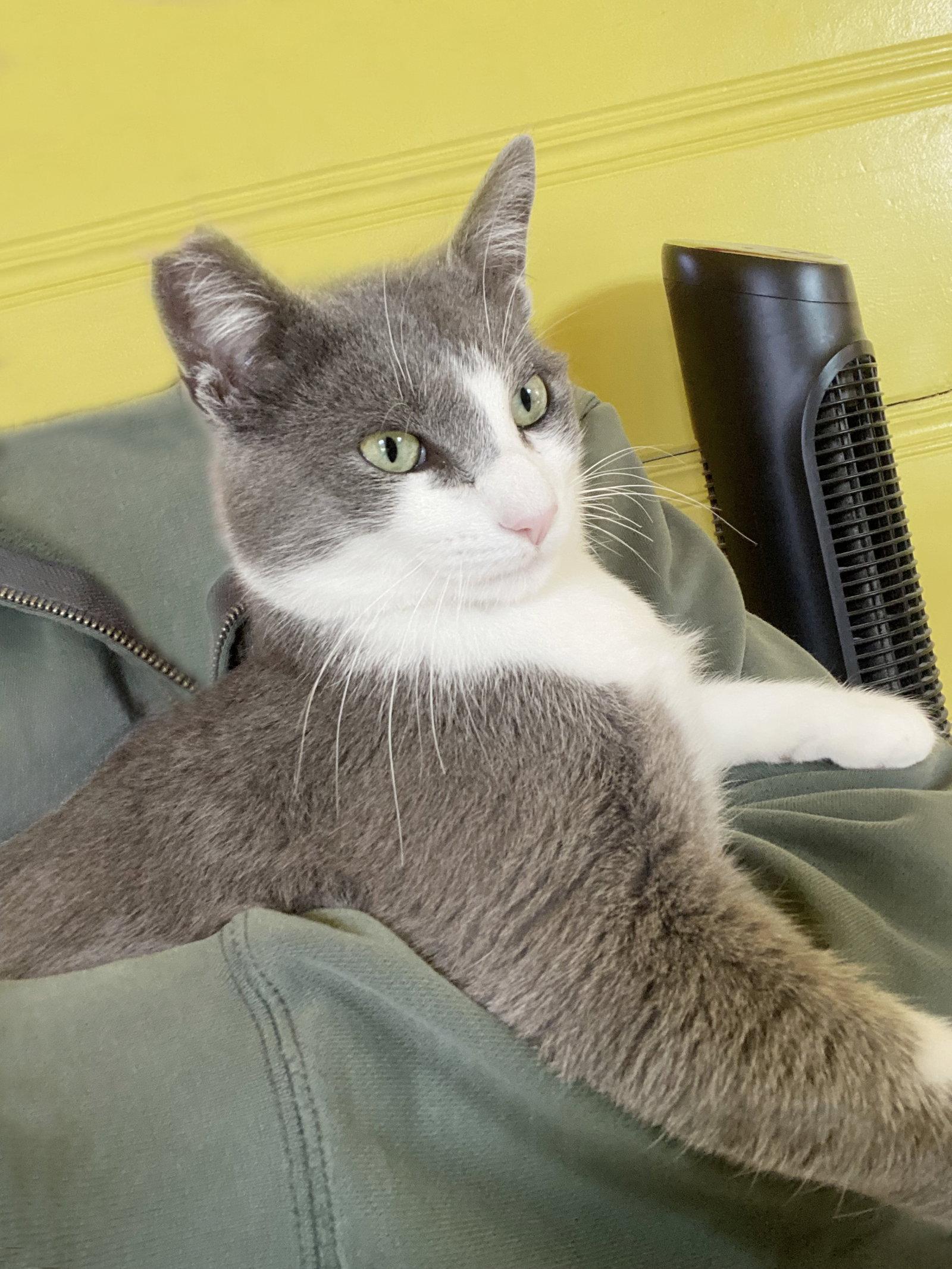 Enlarge Enzo, a Adopted Domestic Short Hair in Alameda, CA image 2/3