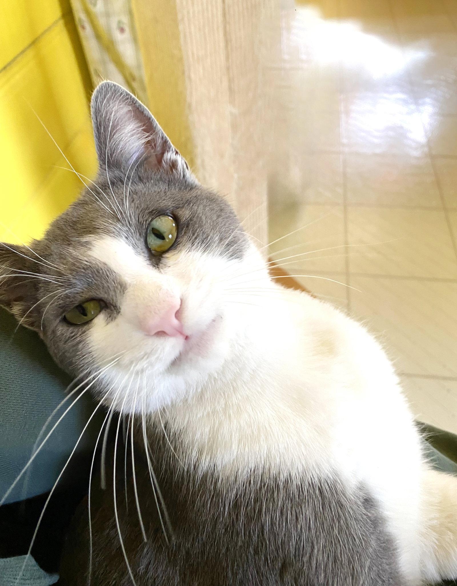 Enlarge Enzo, a Adopted Domestic Short Hair in Alameda, CA image 3/3