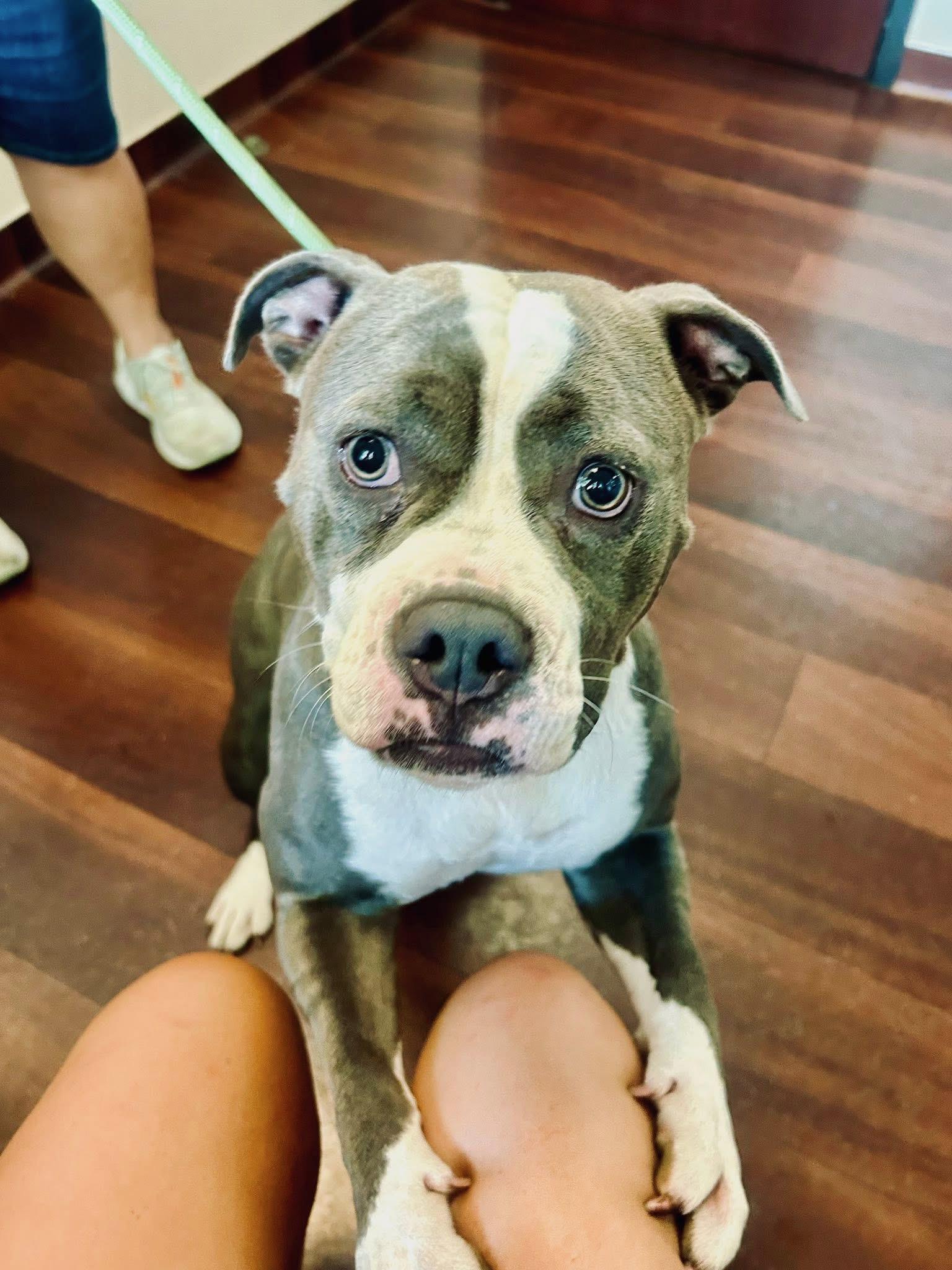 Gum Drop, Adopted, Adult Female American Bully.