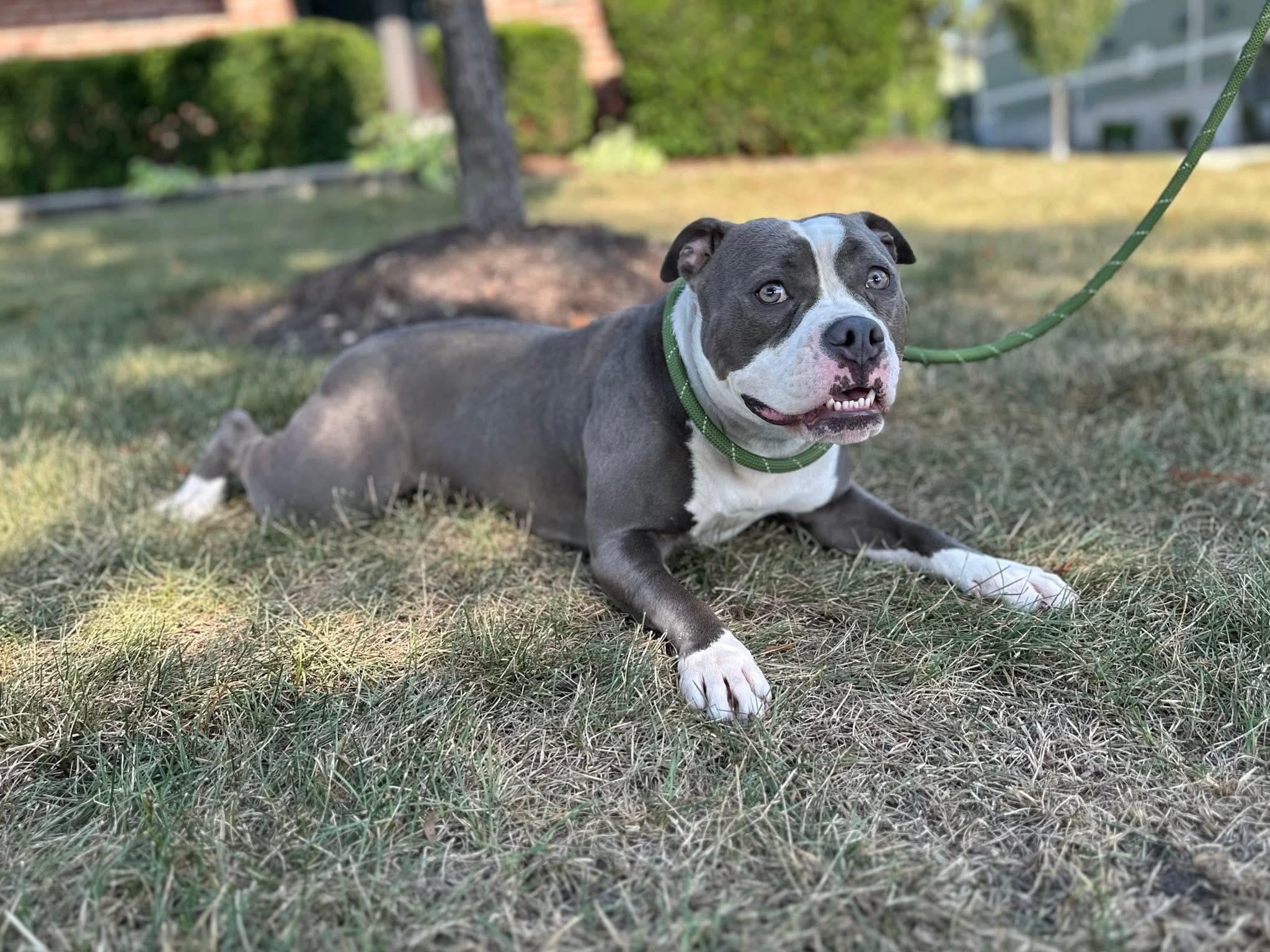 Enlarge Gum Drop, a Adopted American Bully in Cary, IL image 2/4