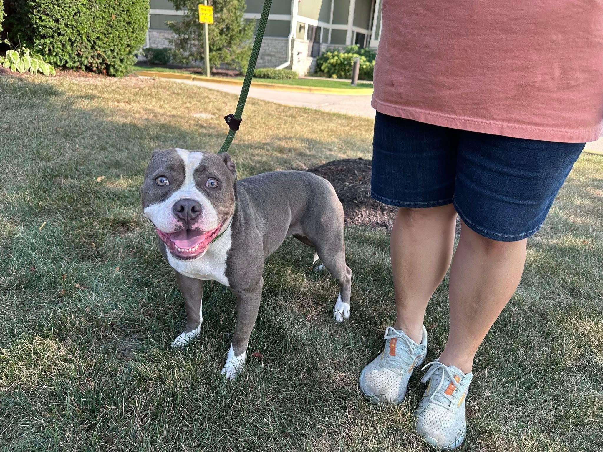 Enlarge Gum Drop, a Adopted American Bully in Cary, IL image 3/4