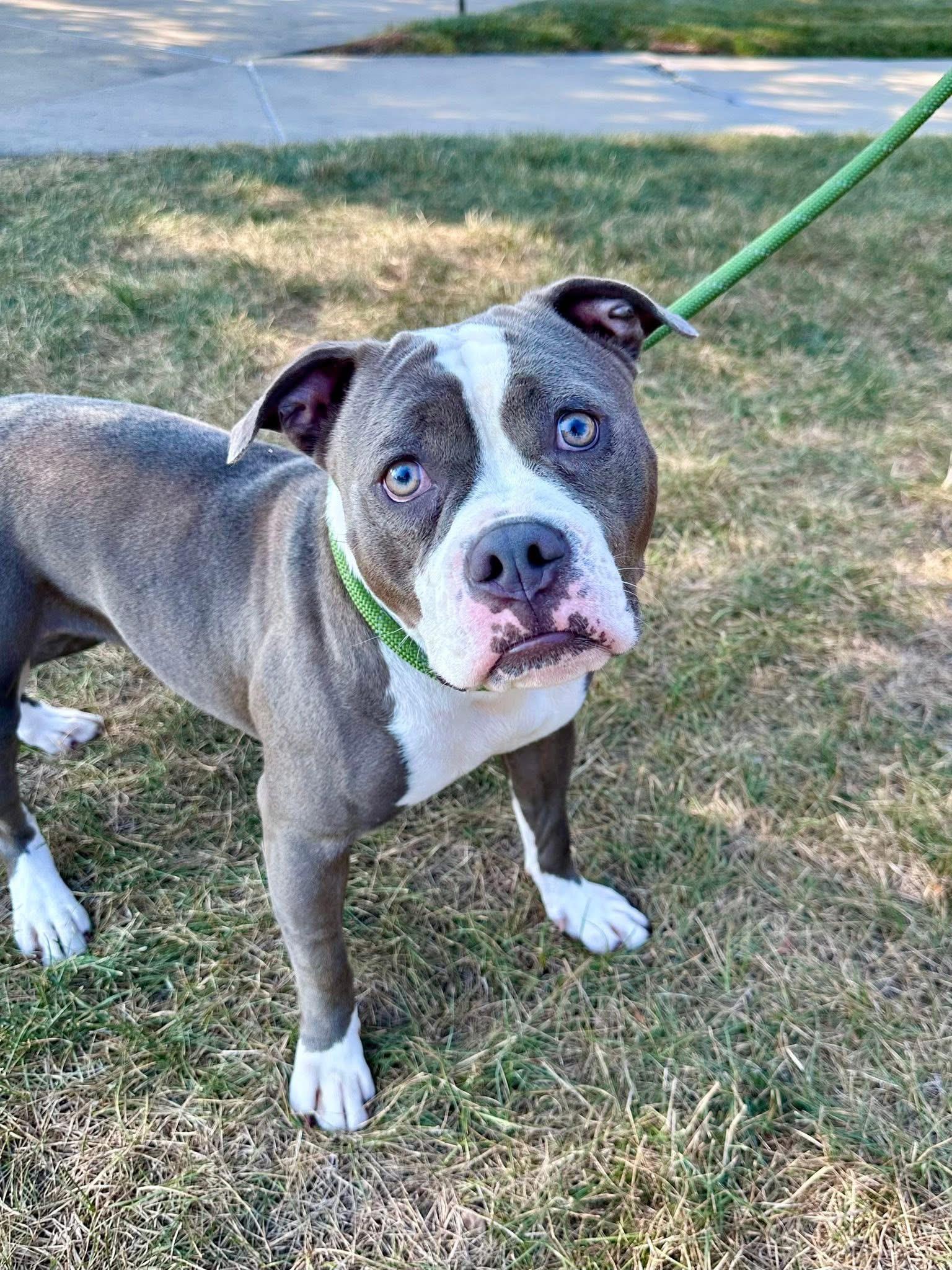 Enlarge Gum Drop, a Adopted American Bully in Cary, IL image 4/4